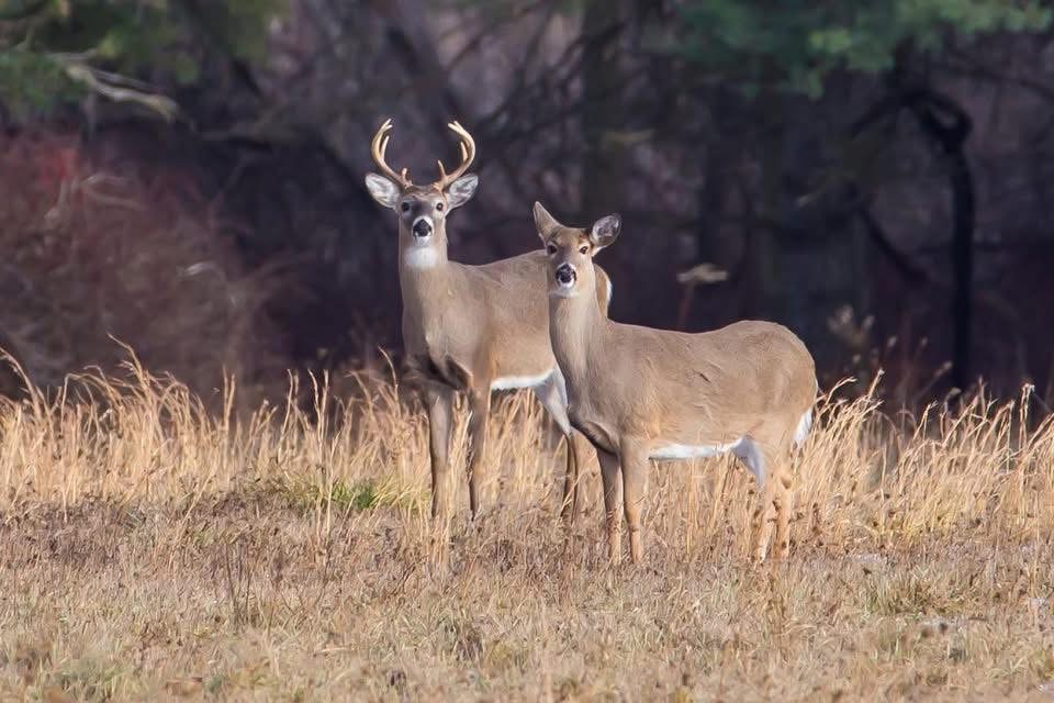 Two deer standing in a grassy field with trees in the background.