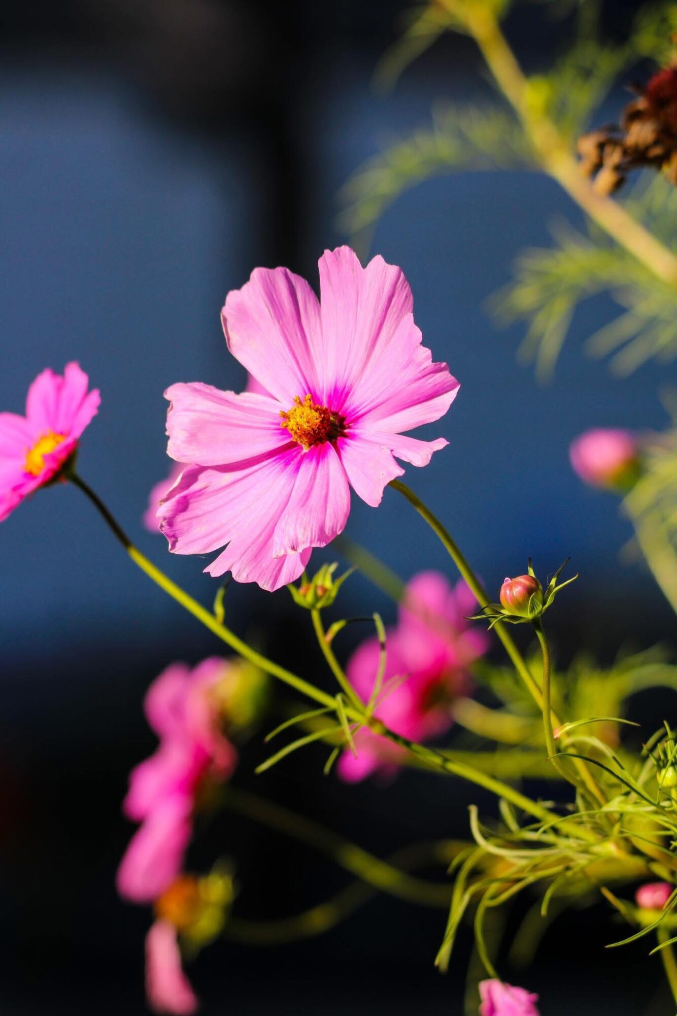 Pink flowers with yellow centers against a dark background, some buds and green stems visible.