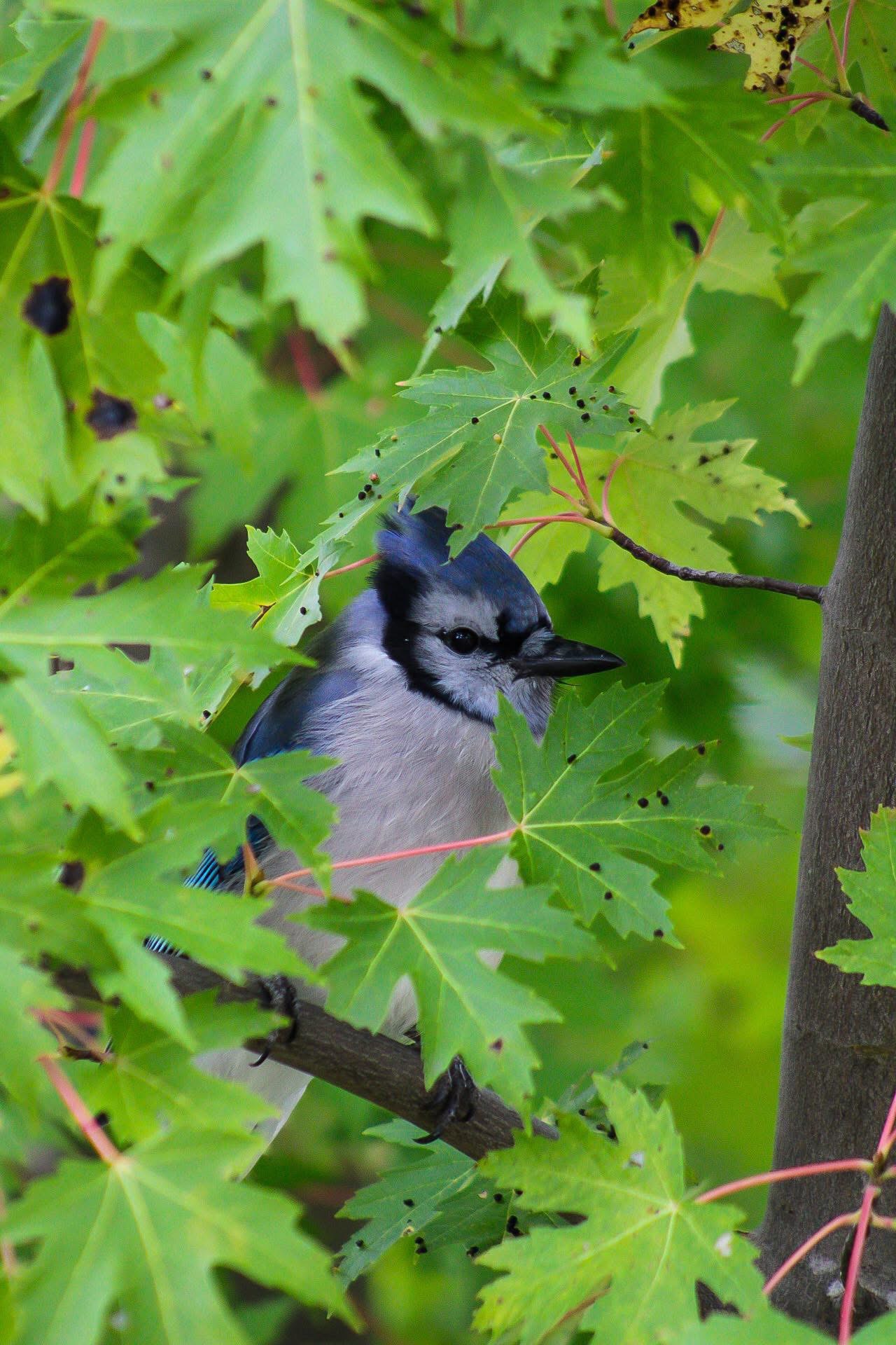A bird with black and white feathers peeks through green maple leaves in a tree.