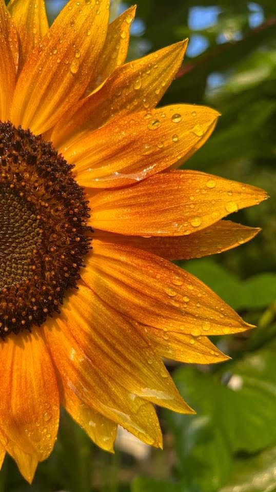 Close-up of a sunflower with orange petals and water droplets, green leaves in the background.