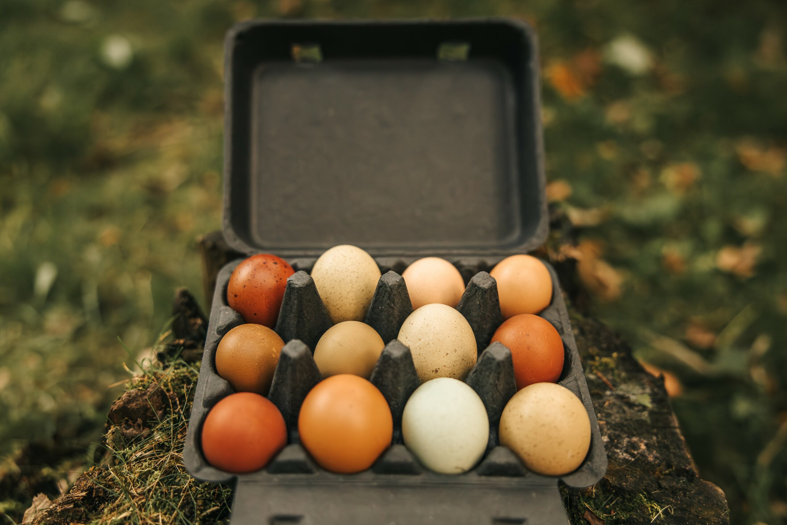 Open box of eggs on a mossy surface outdoors, with a blurred background of leaves and grass.