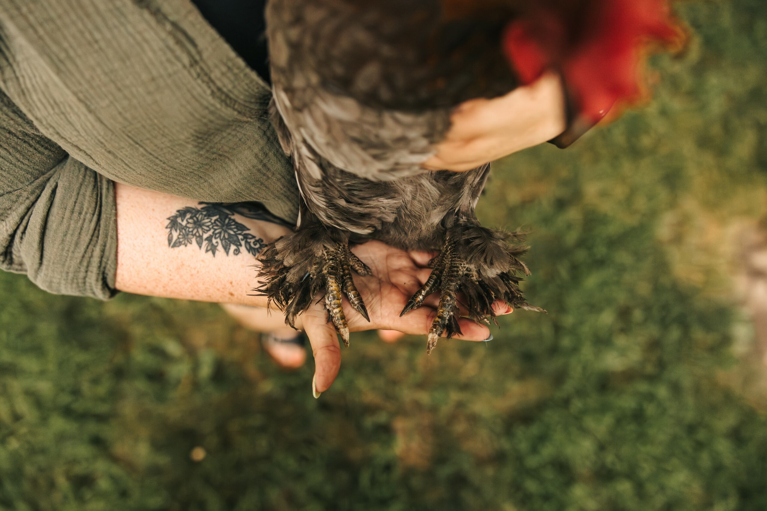 Person holding a small black chicken outdoors with green foliage in the background.