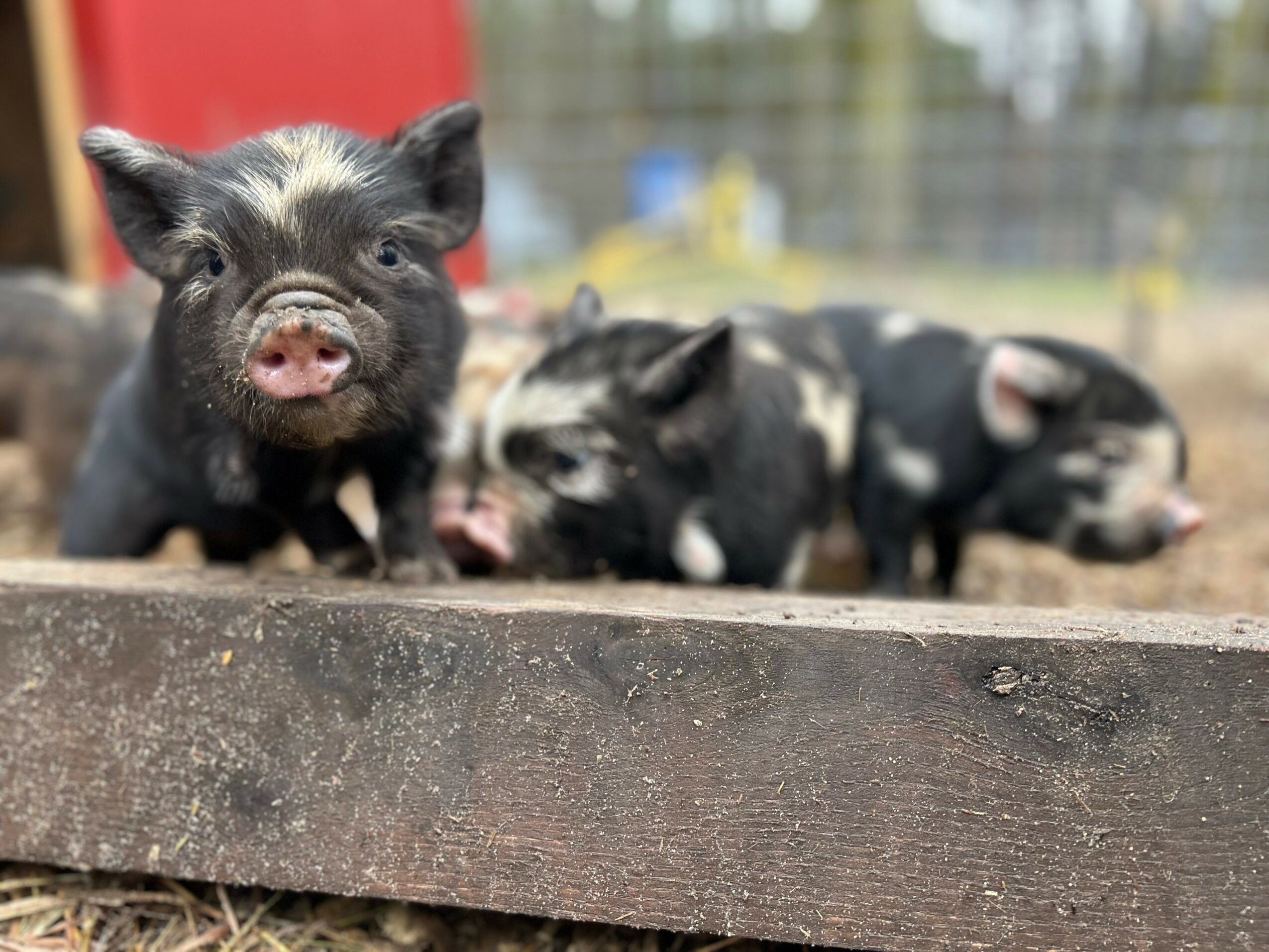 A piglet with a black and pink face looks at the camera, with other piglets in the background on a wooden surface.