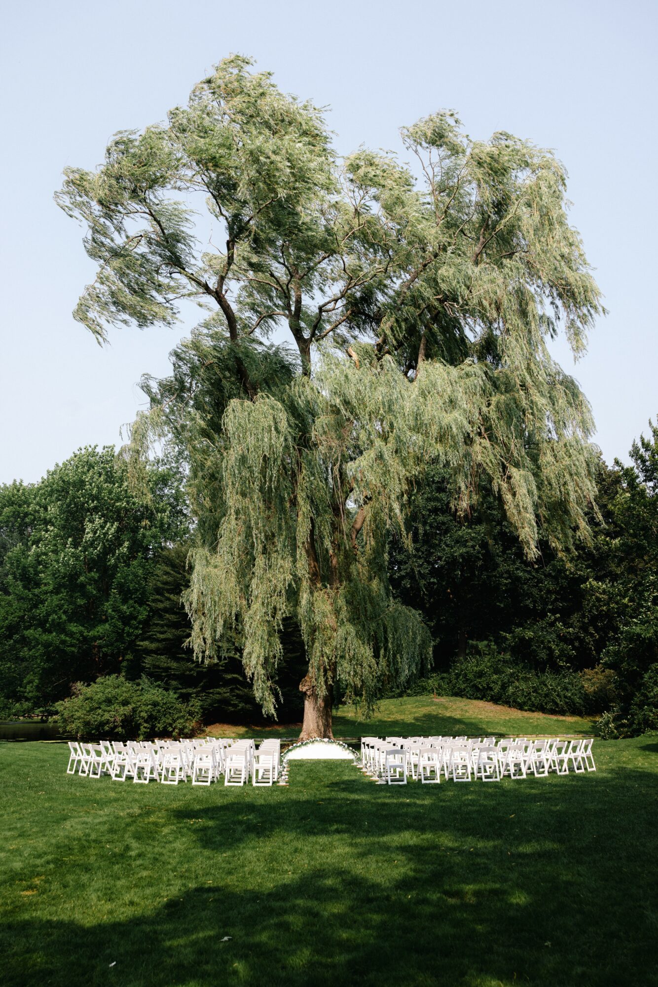 Large tree with hanging branches in a park, surrounded by white chairs on grass, clear sky background.