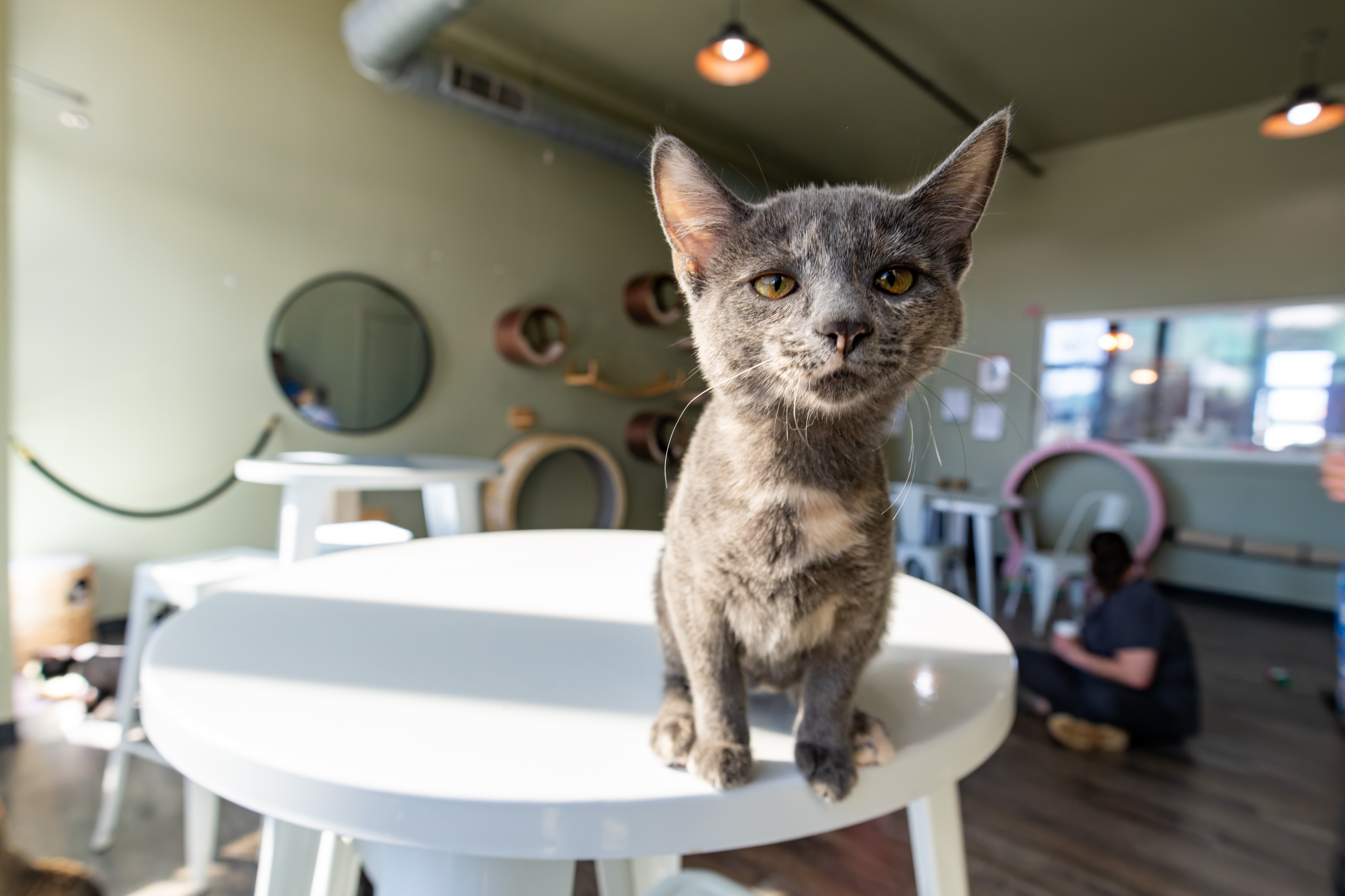 Gray kitten standing on a white table in a room with people and furniture, looking at the camera.