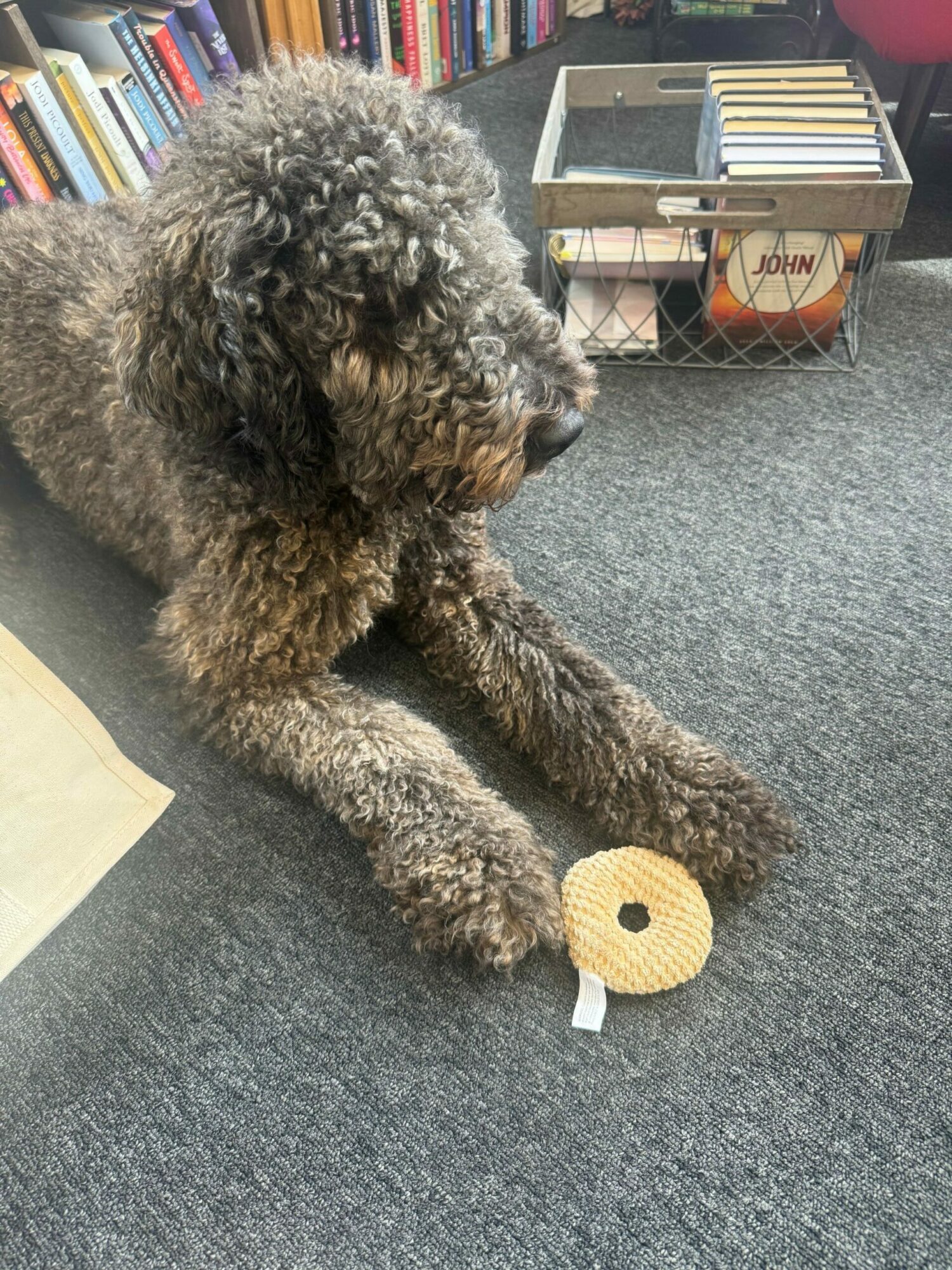 A curly-haired dog lying on a gray carpet with a yellow chew toy nearby.