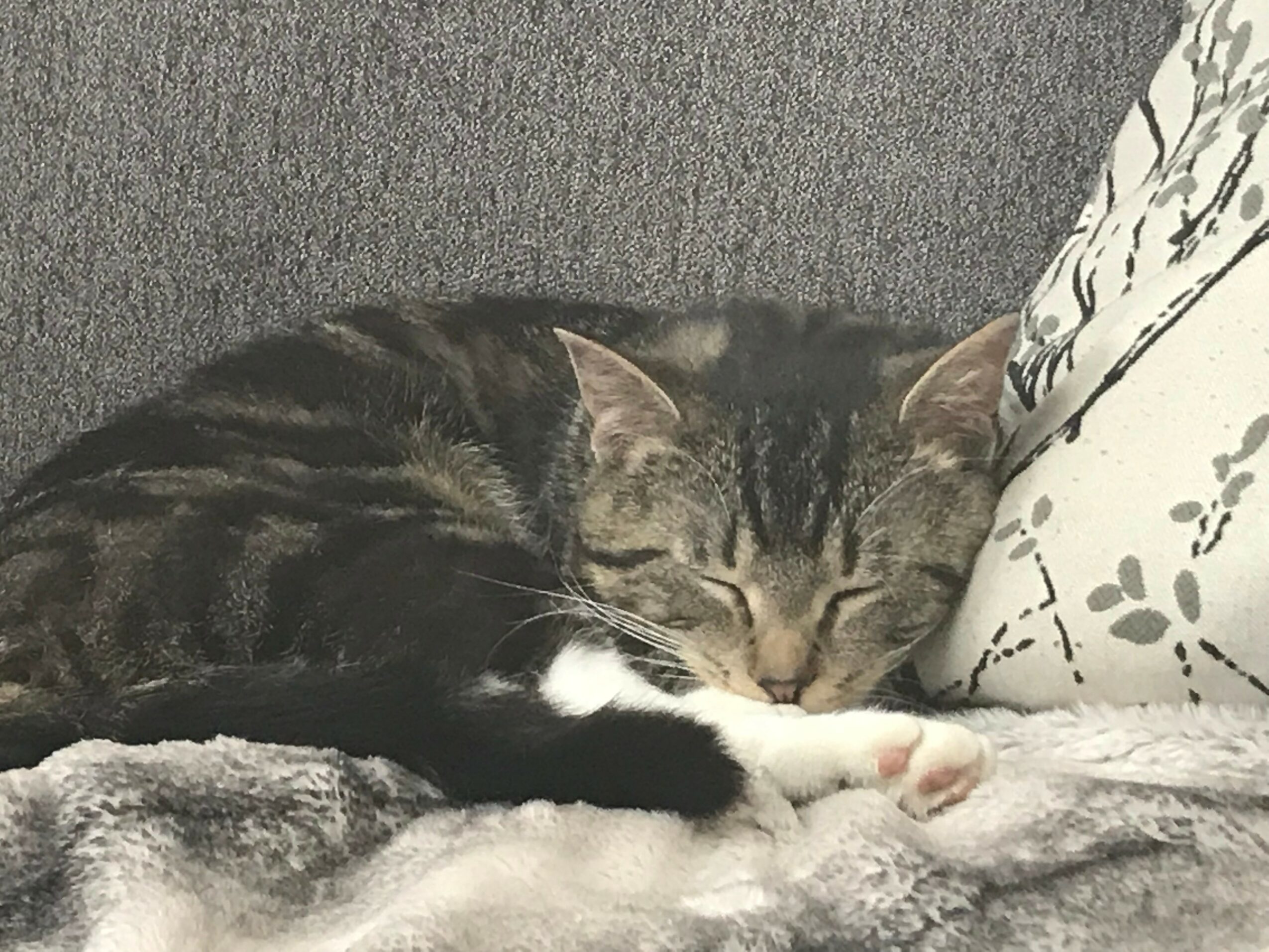A tabby cat with white paws sleeping on a soft surface next to a patterned pillow.