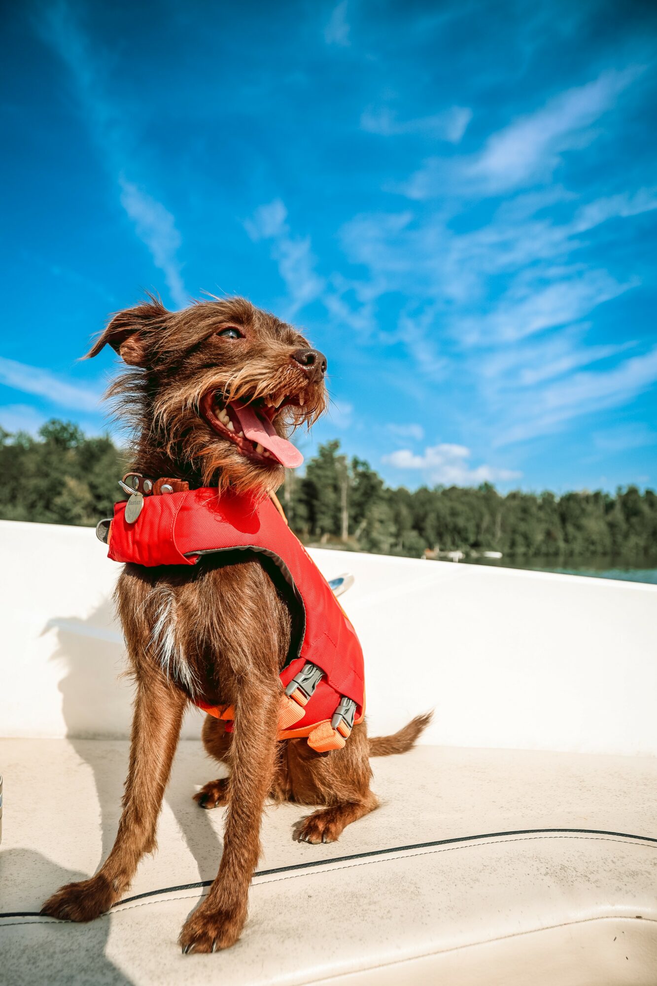 Brown dog wearing a red life jacket outdoors with blue sky and trees in background.