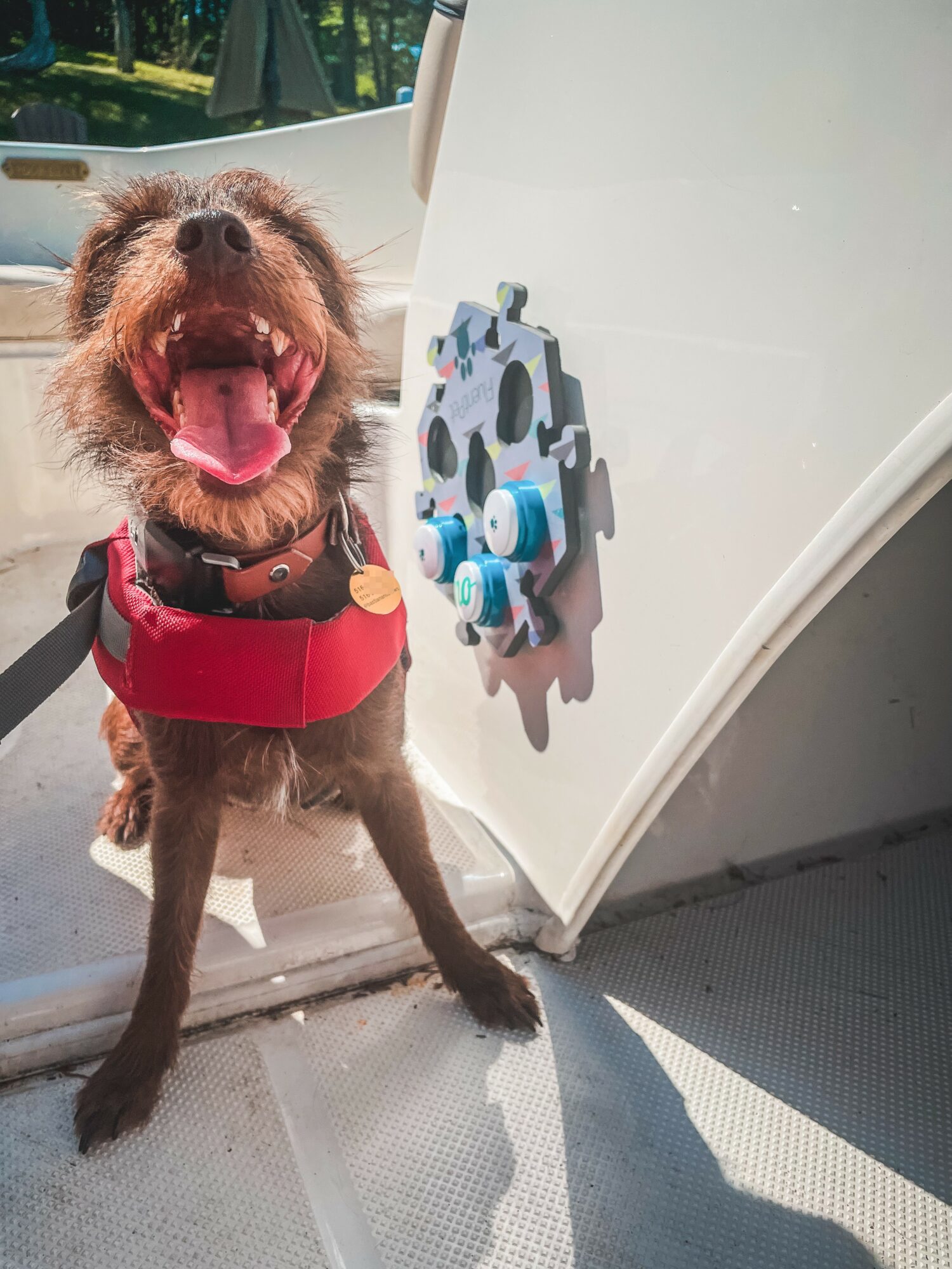 Happy dog with open mouth and tongue out, wearing a red harness, standing outside near a white structure with blue and black details.