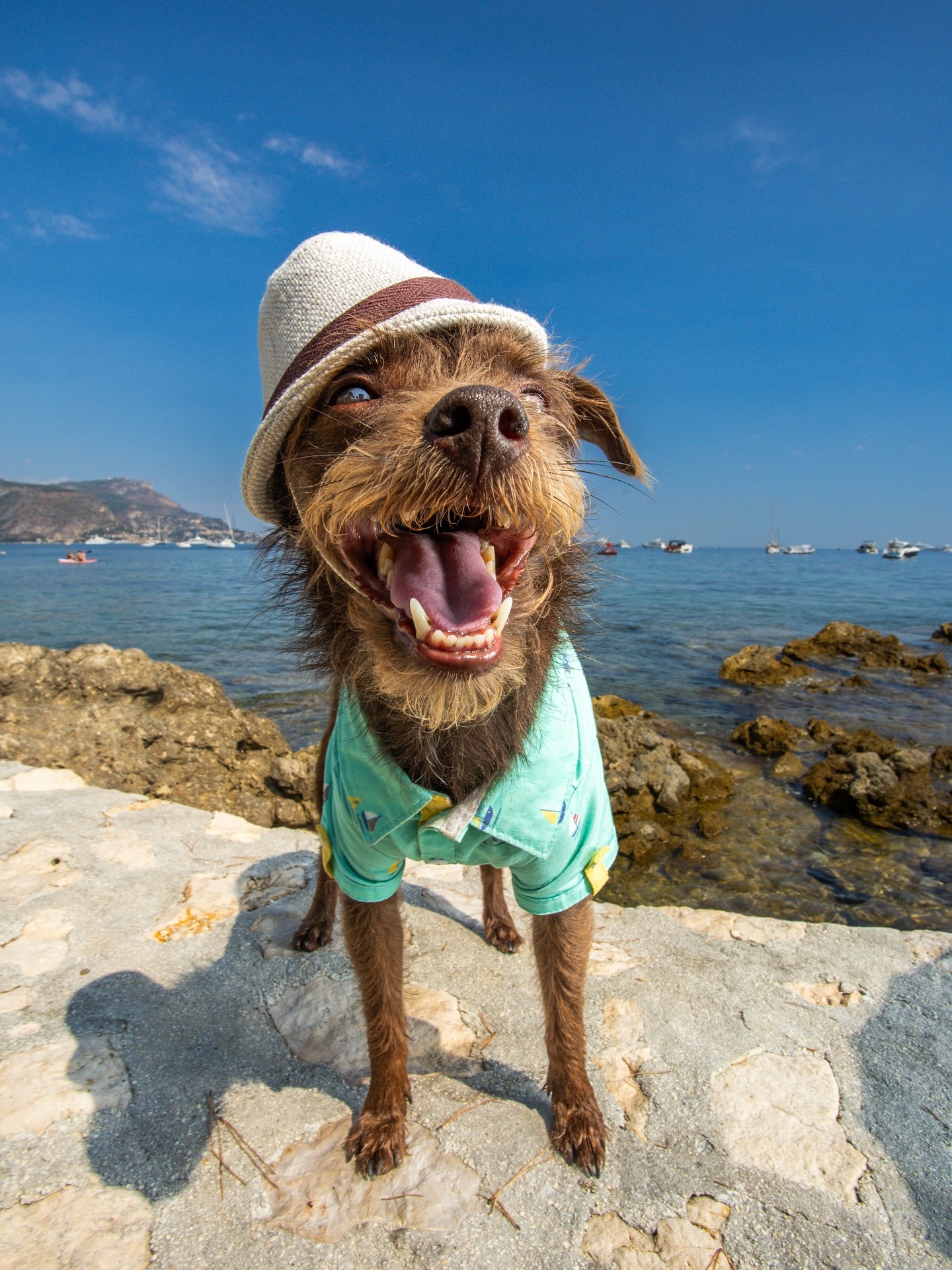 Dog wearing a hat and green shirt, standing on rocks near water with a blue sky background.
