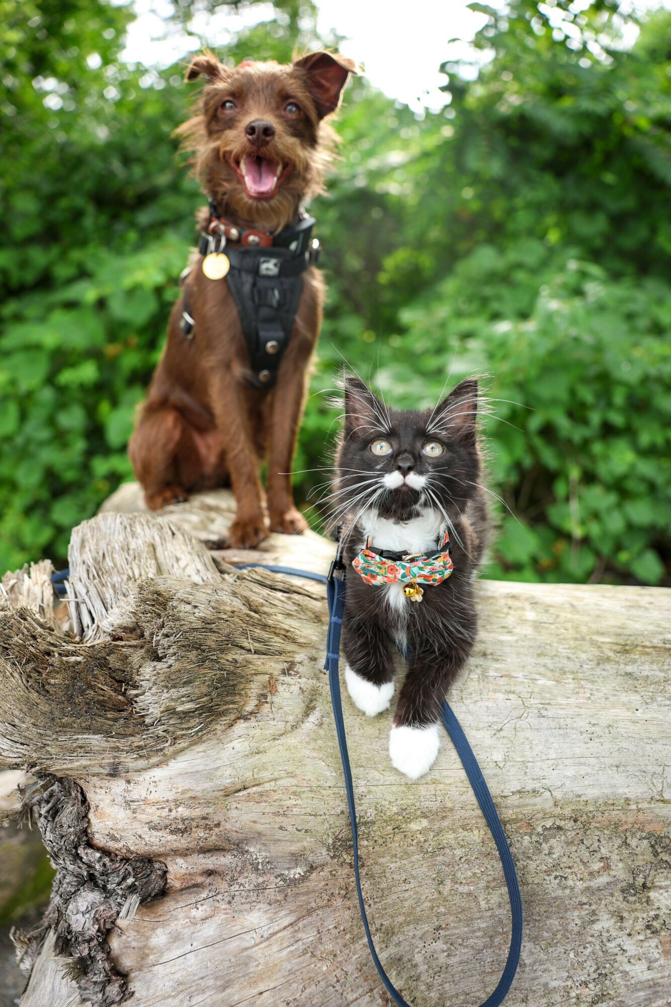 A dog and a cat sit on a tree stump outdoors with green foliage in the background.