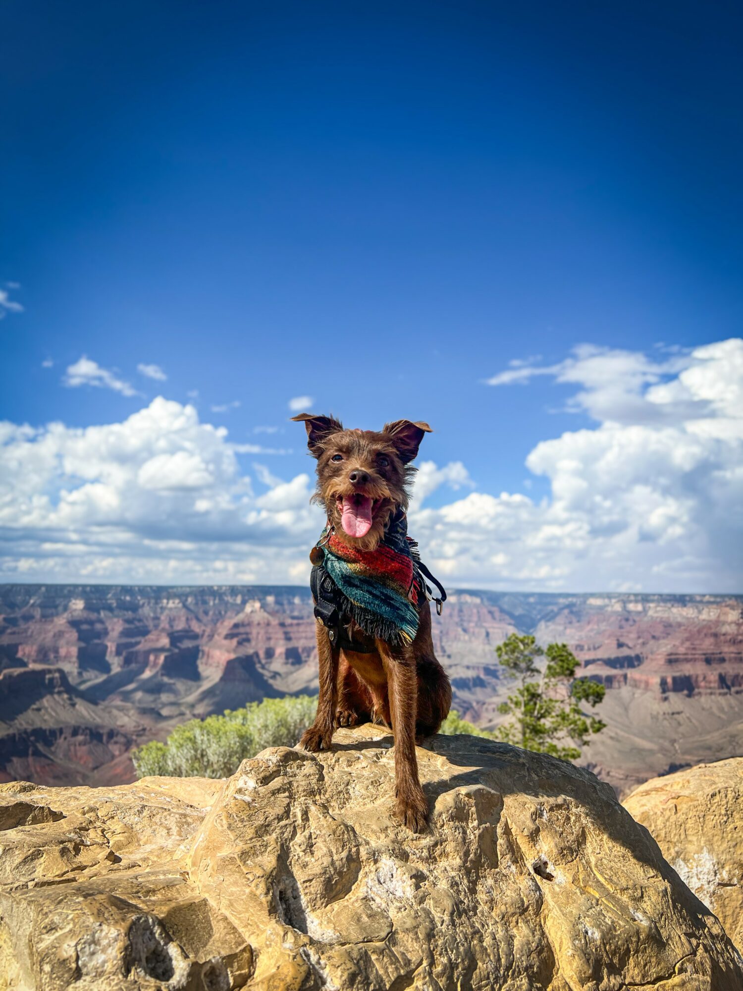 Dog sitting on rock at Grand Canyon with blue sky and clouds in background.