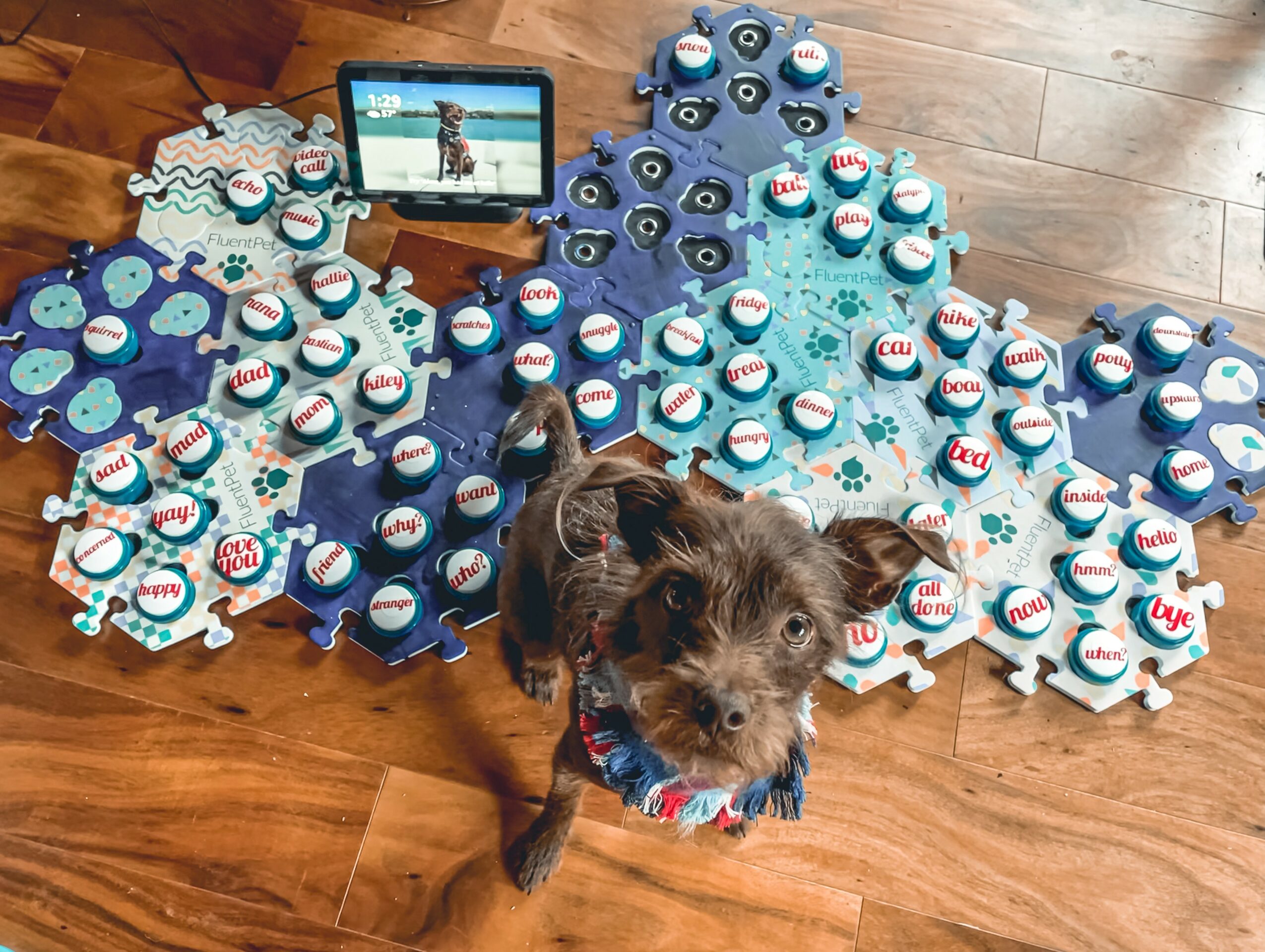 Dog sitting on wooden floor surrounded by decorated cupcakes and a tablet displaying a photo, with a blue-themed party setup.