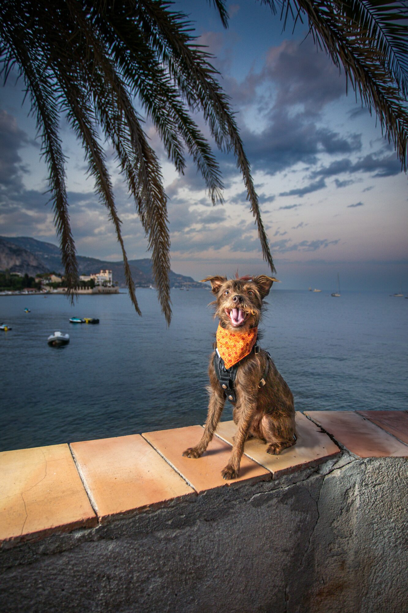 Dog sitting on a ledge near water with palm tree branches overhead, sky and boats in background.