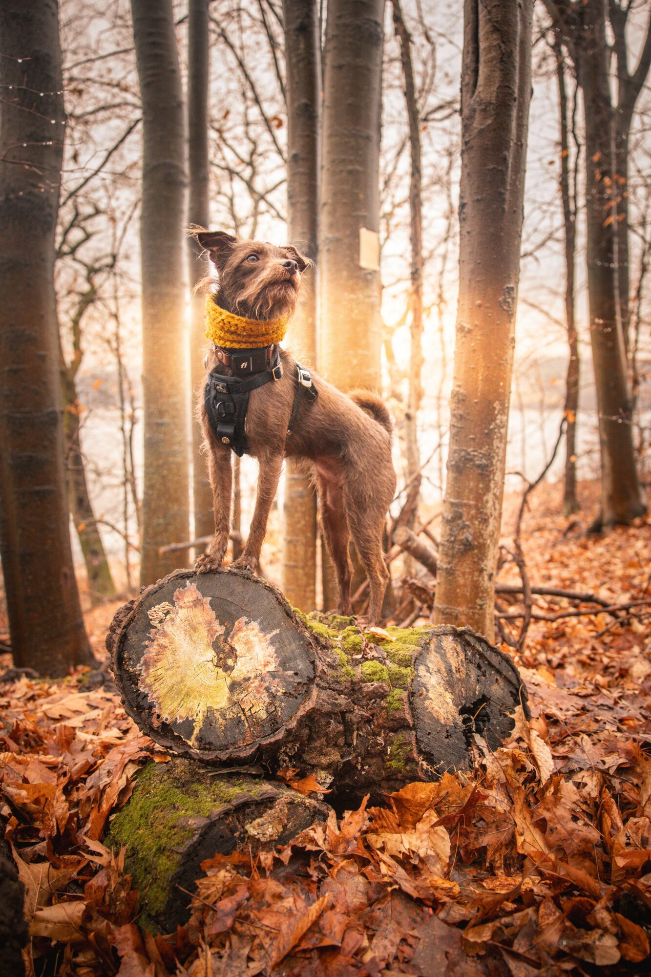 Dog standing on fallen logs in a forest with sunlight filtering through trees, surrounded by autumn leaves.