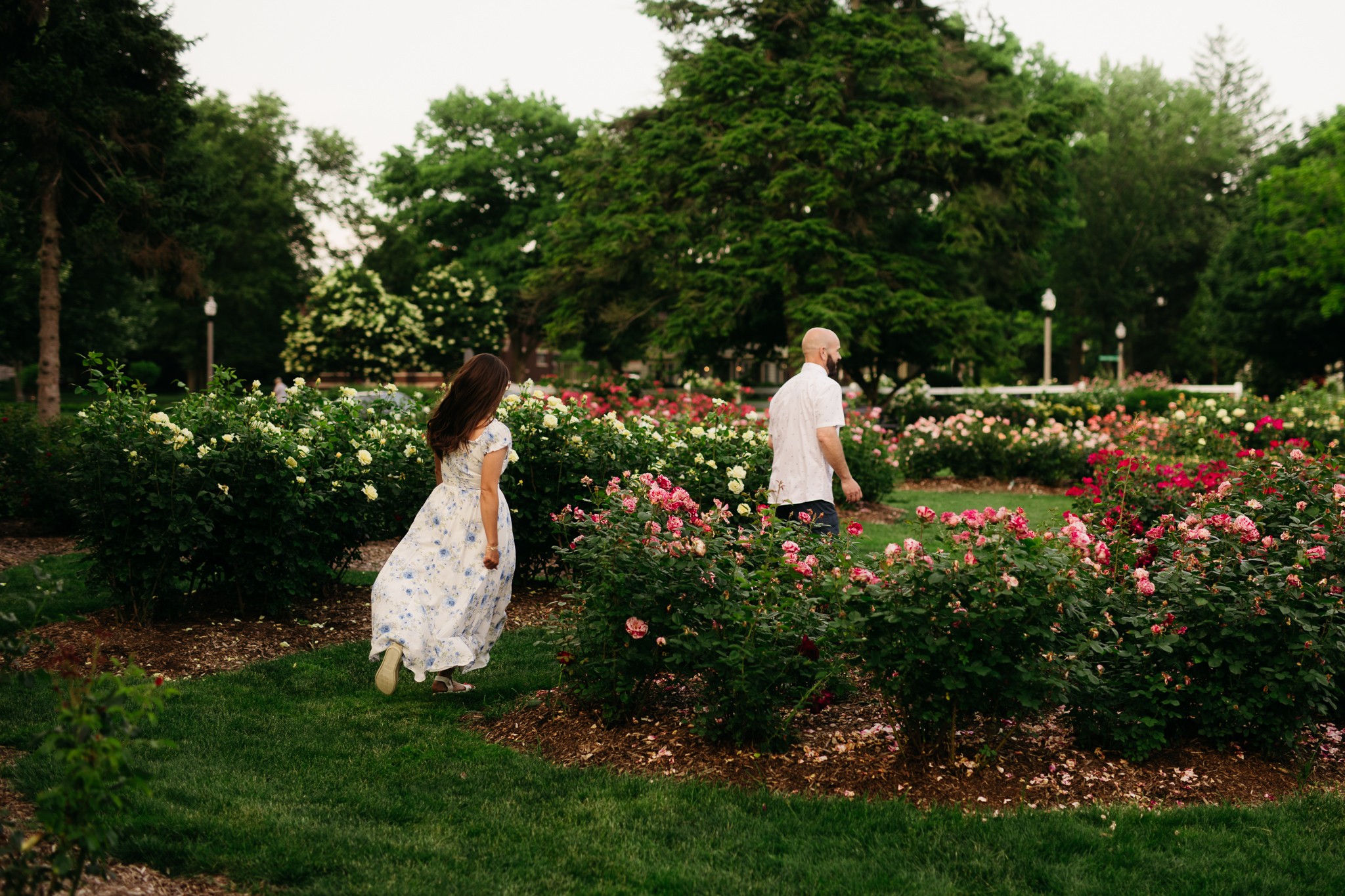 Two people walking through a garden with blooming roses and green trees in the background.
