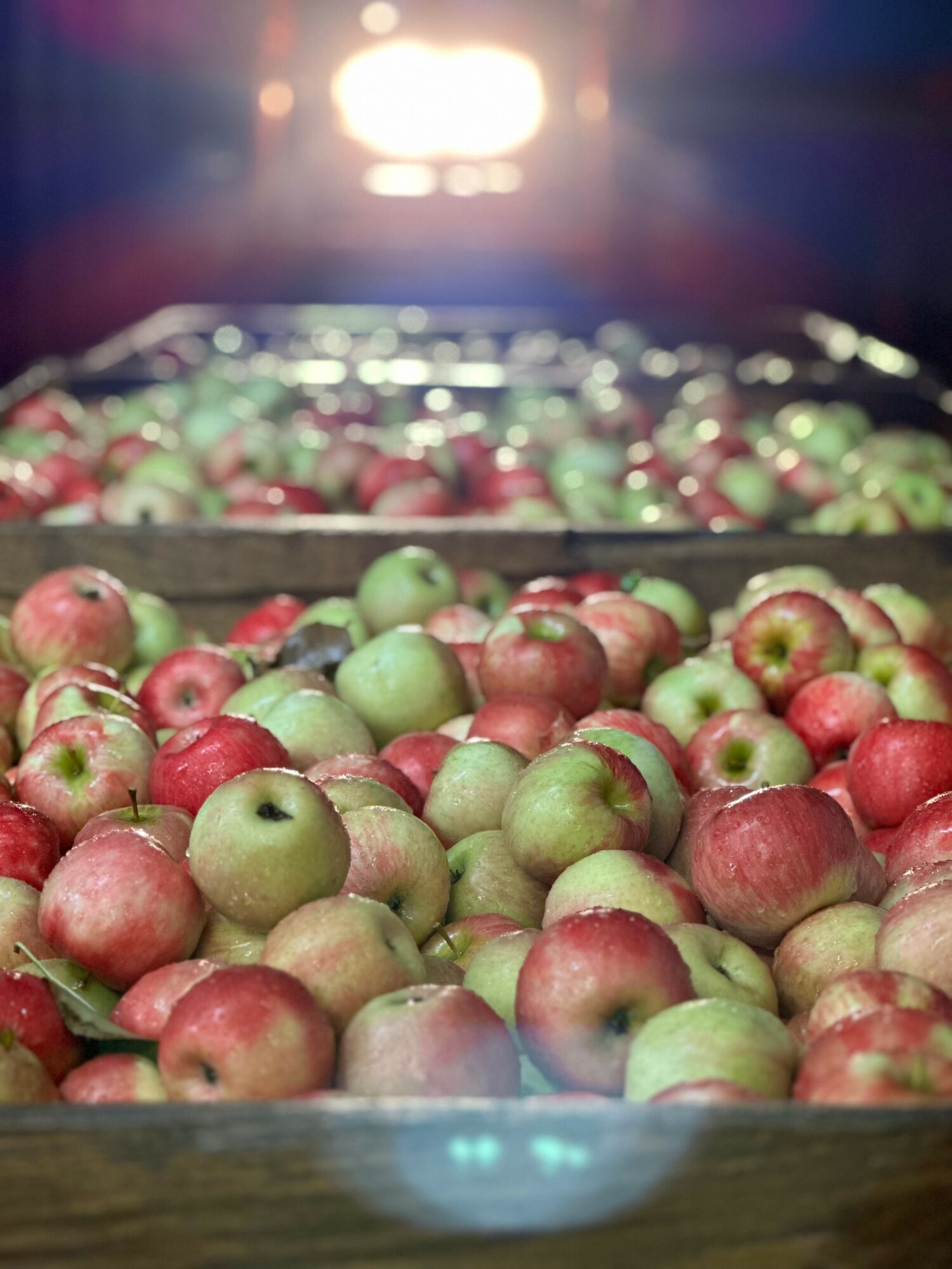 Tray filled with red and green apples, with bright headlights visible in the background, slightly out of focus.