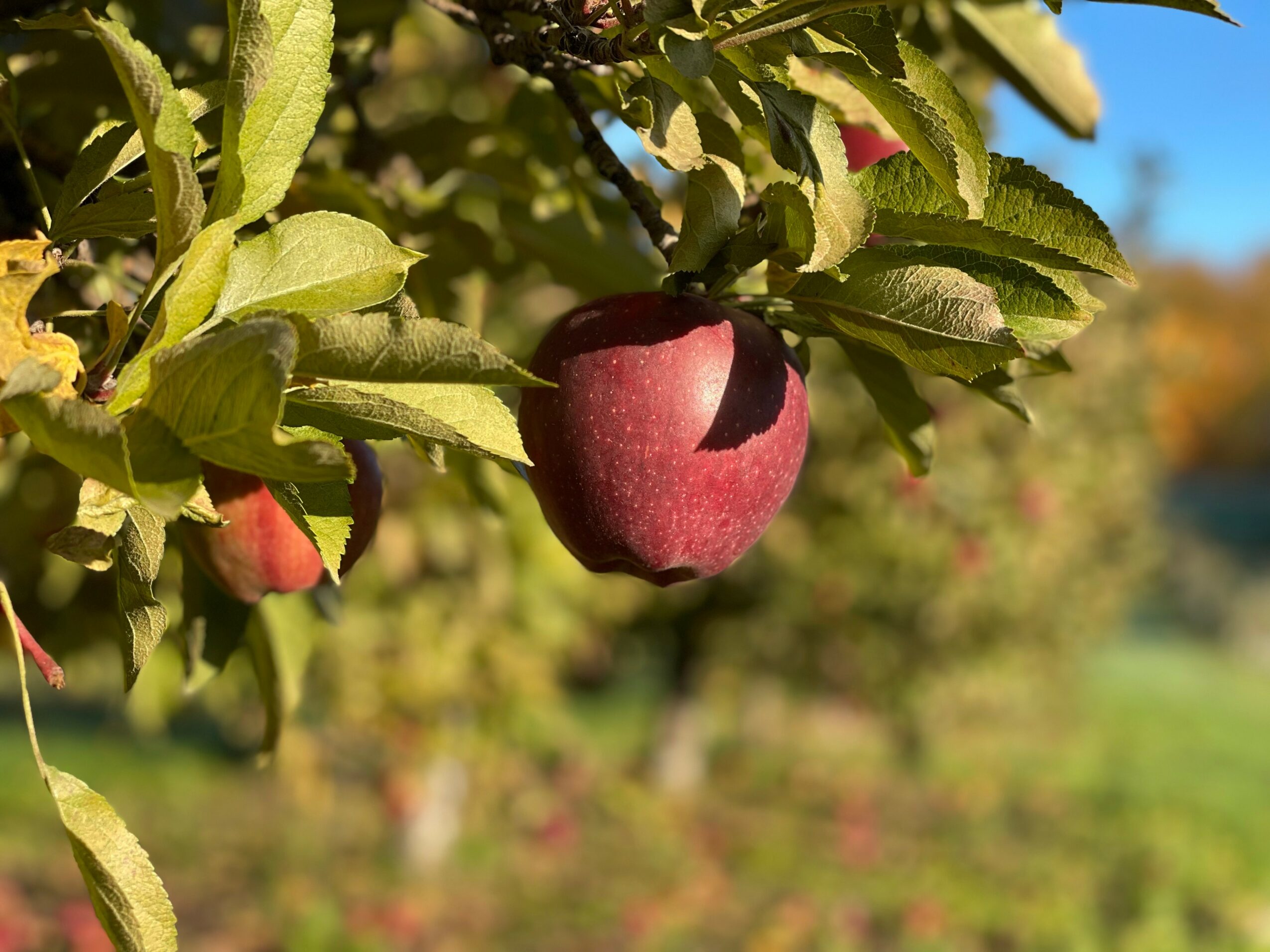 Red apple hanging from a tree branch with green leaves, sunlight, and a blurred orchard background