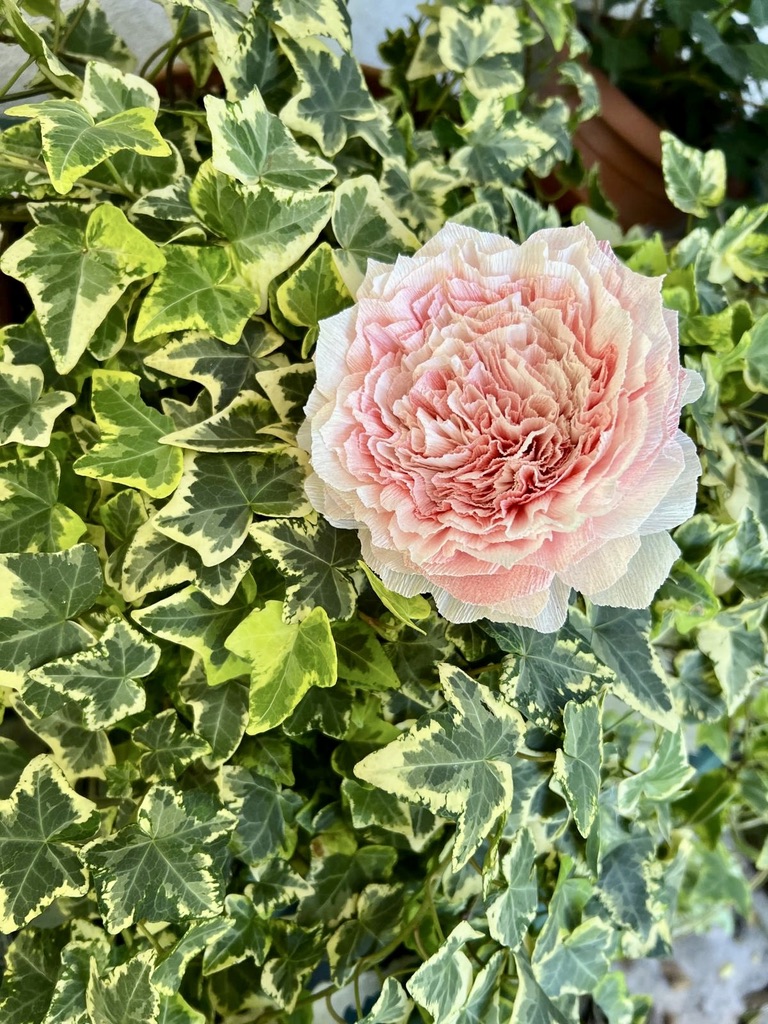 Pink flower with layered petals among green variegated leaves in a garden.