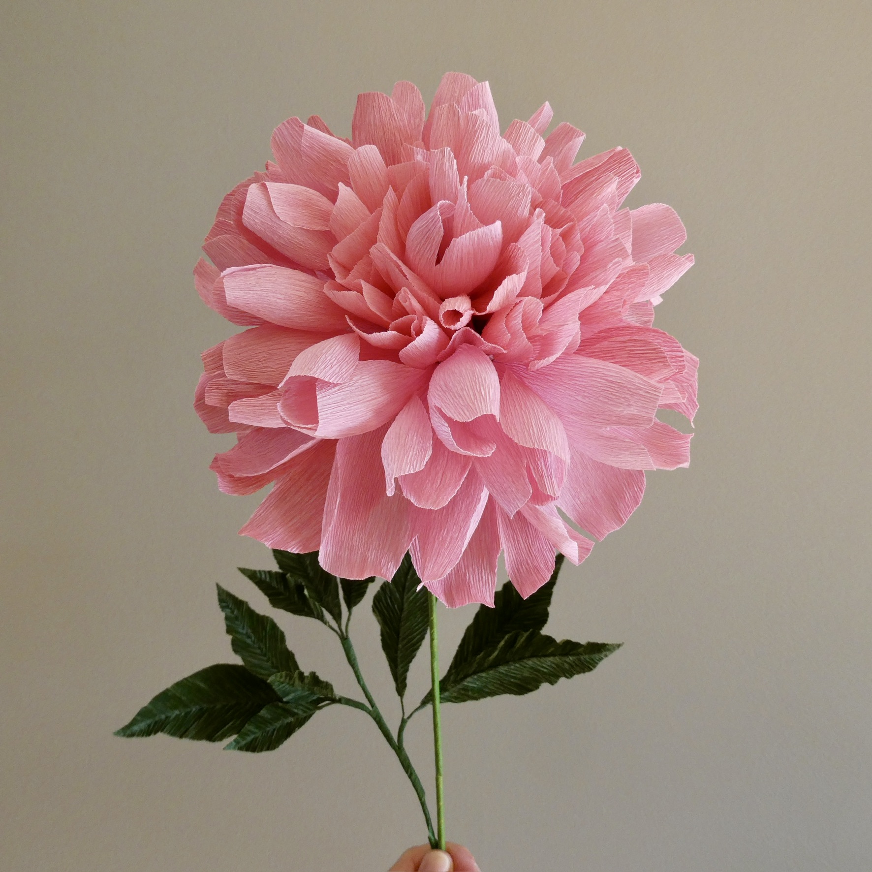 Pink flower with green leaves against a plain background.