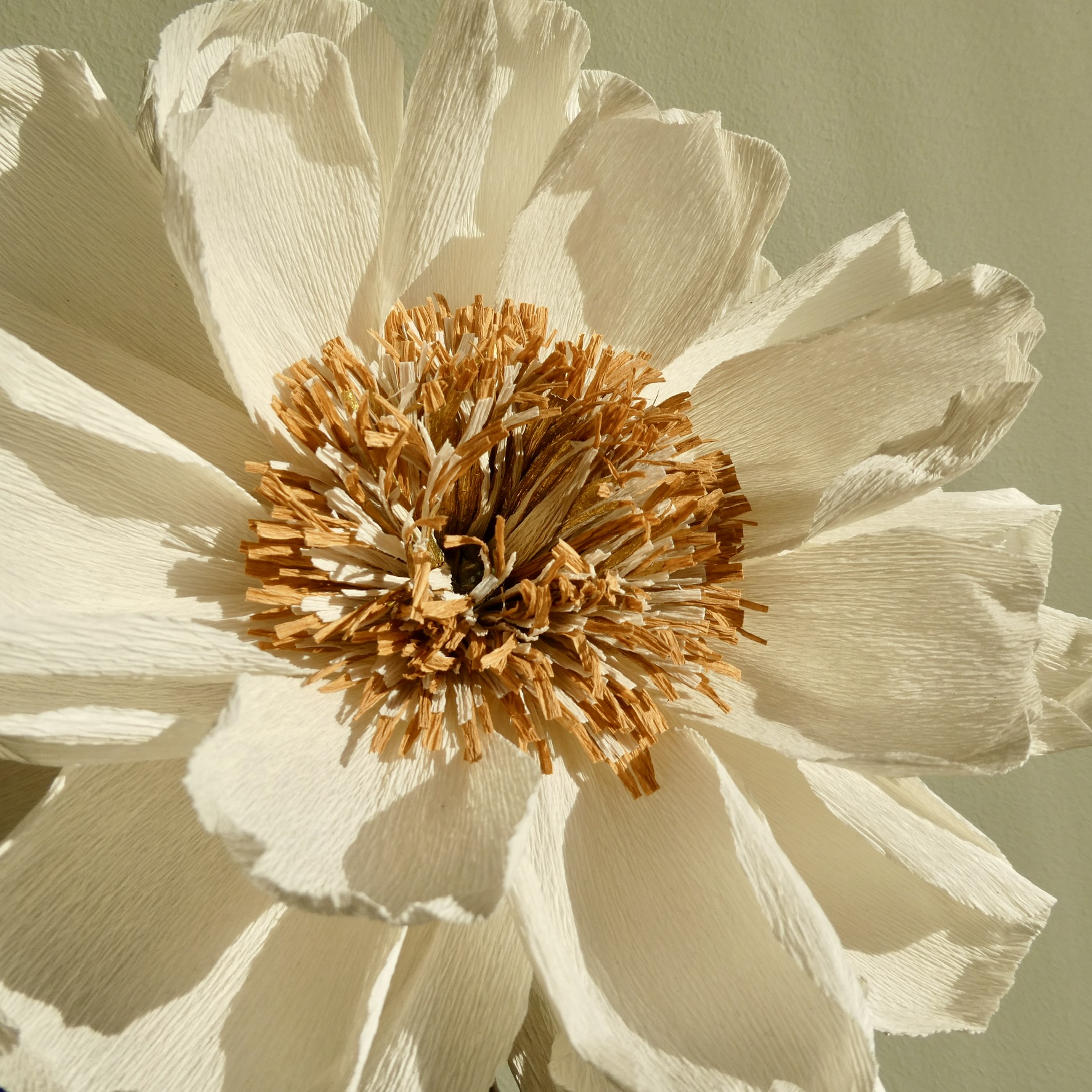 Close-up of a large cream-colored flower with a dense orange center, against a light background.