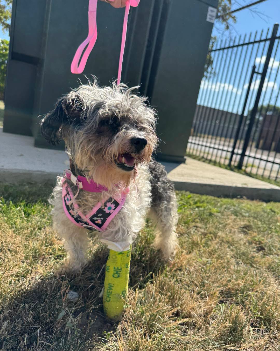 Small dog with a harness and bandage on its leg standing on grass outdoors, with a fence and utility box in background.