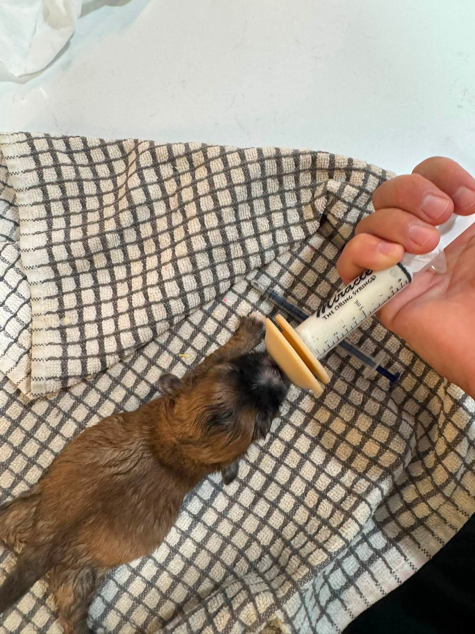 Person feeding a small puppy with a bottle, puppy drinking from it, person holding the bottle, checkered fabric background