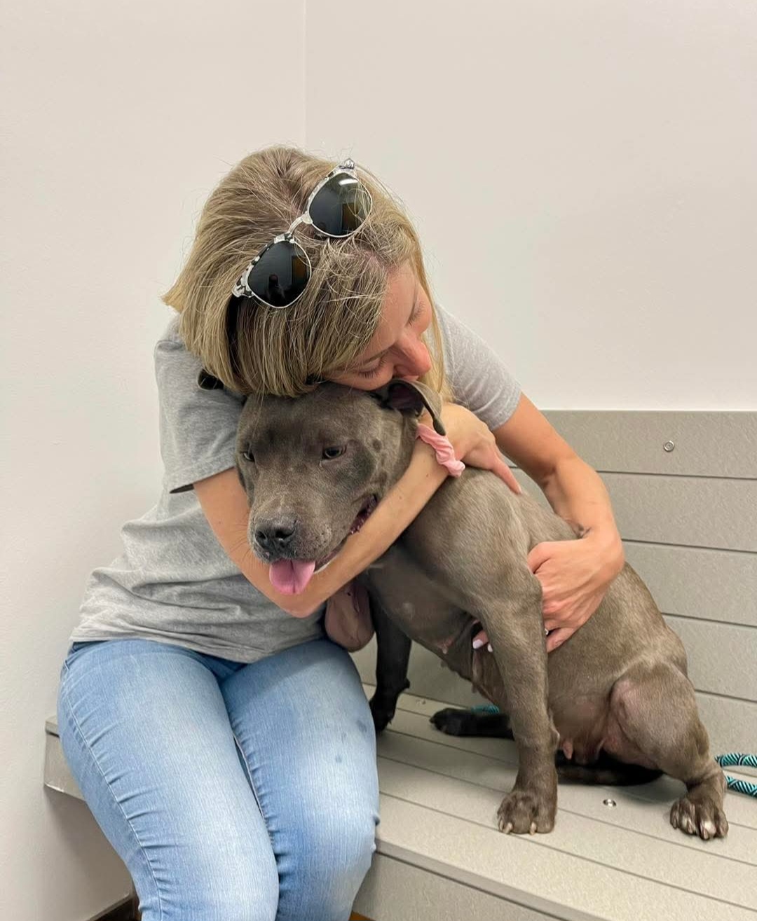 Person hugging a gray dog sitting on a bench, with sunglasses on head, in a plain room.