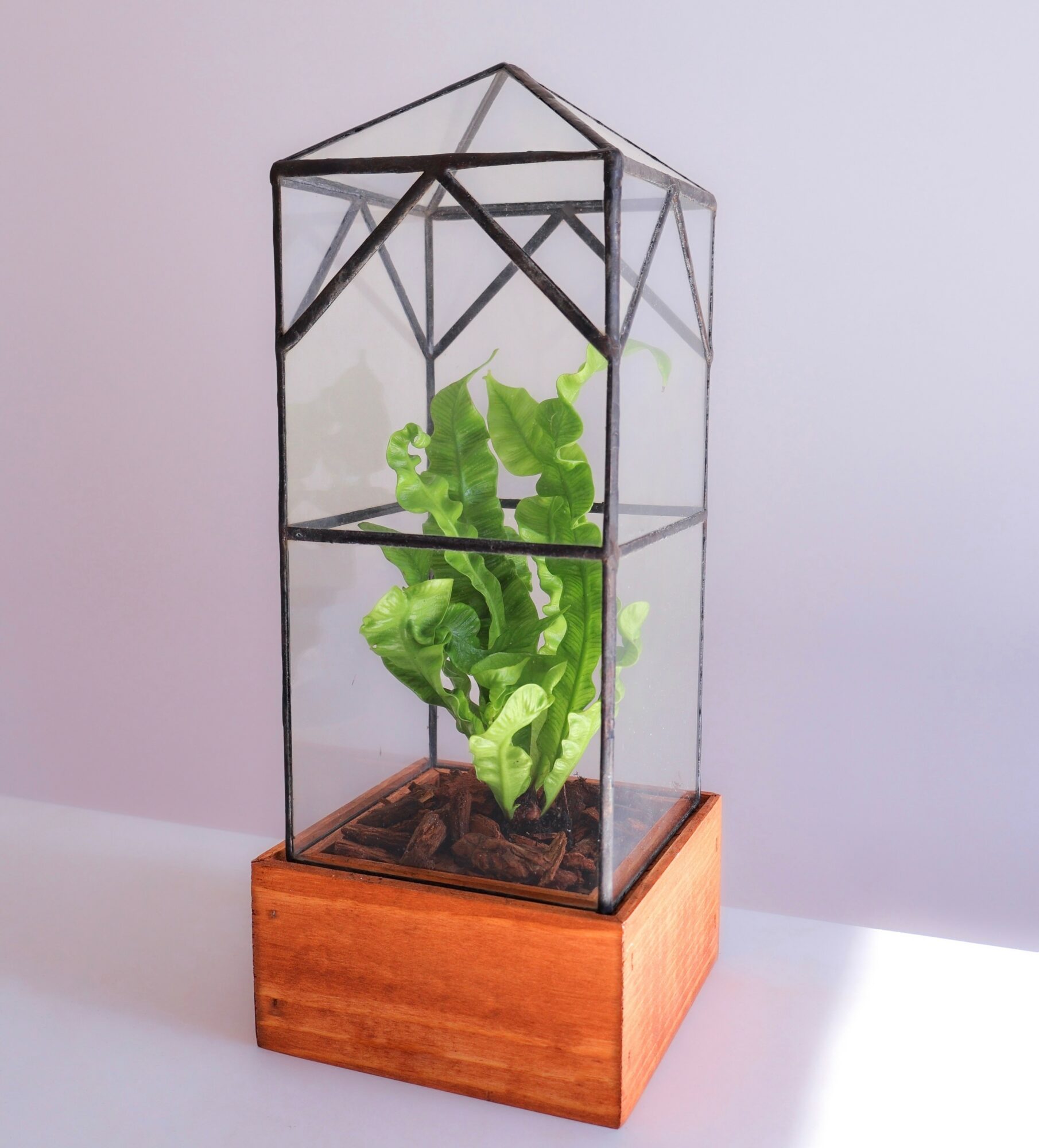 Glass terrarium with green plant inside, on a wooden base, against a plain light background.