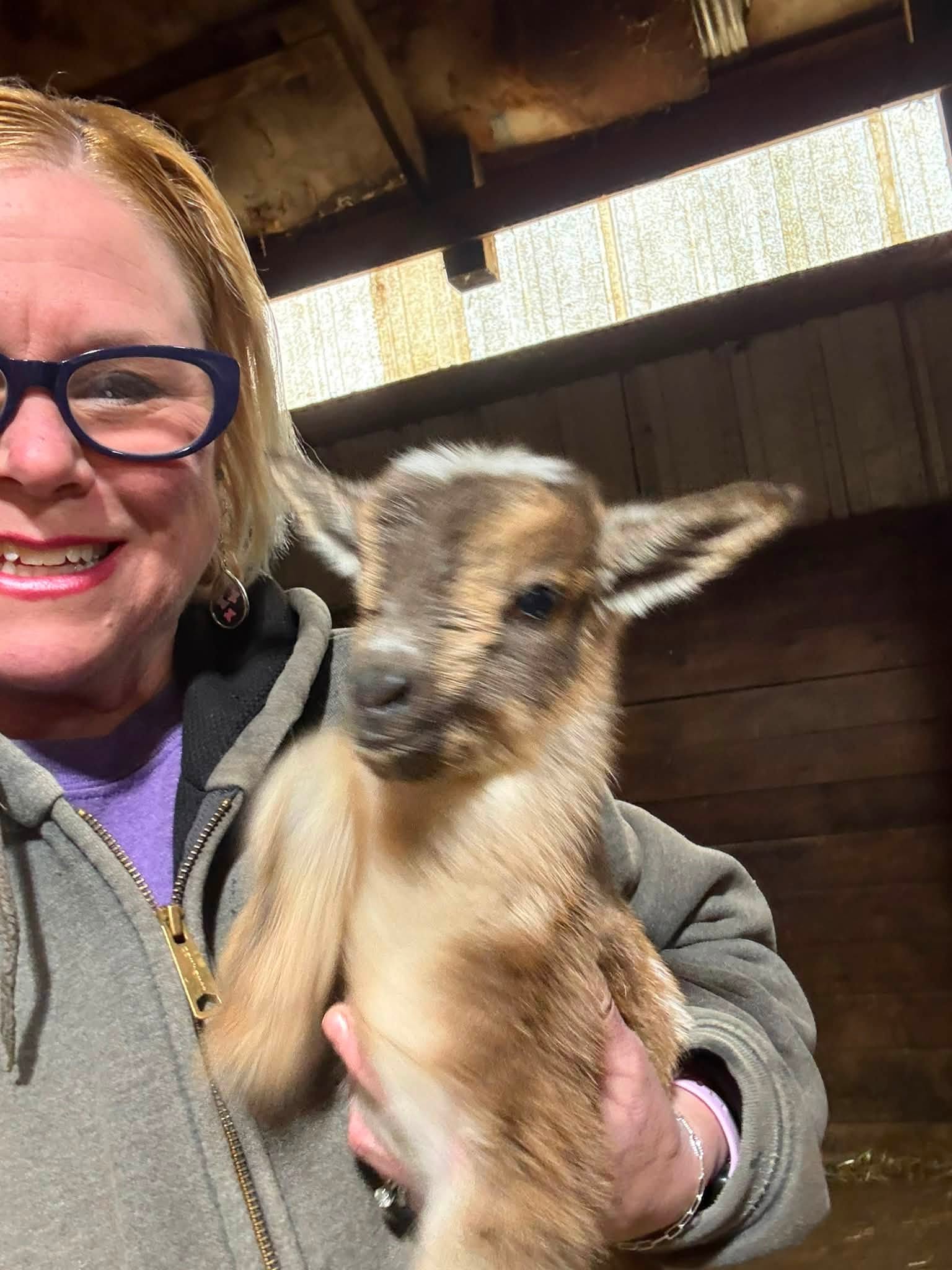 Person holding a baby goat inside a wooden structure, smiling, with sunlight coming through a window behind.