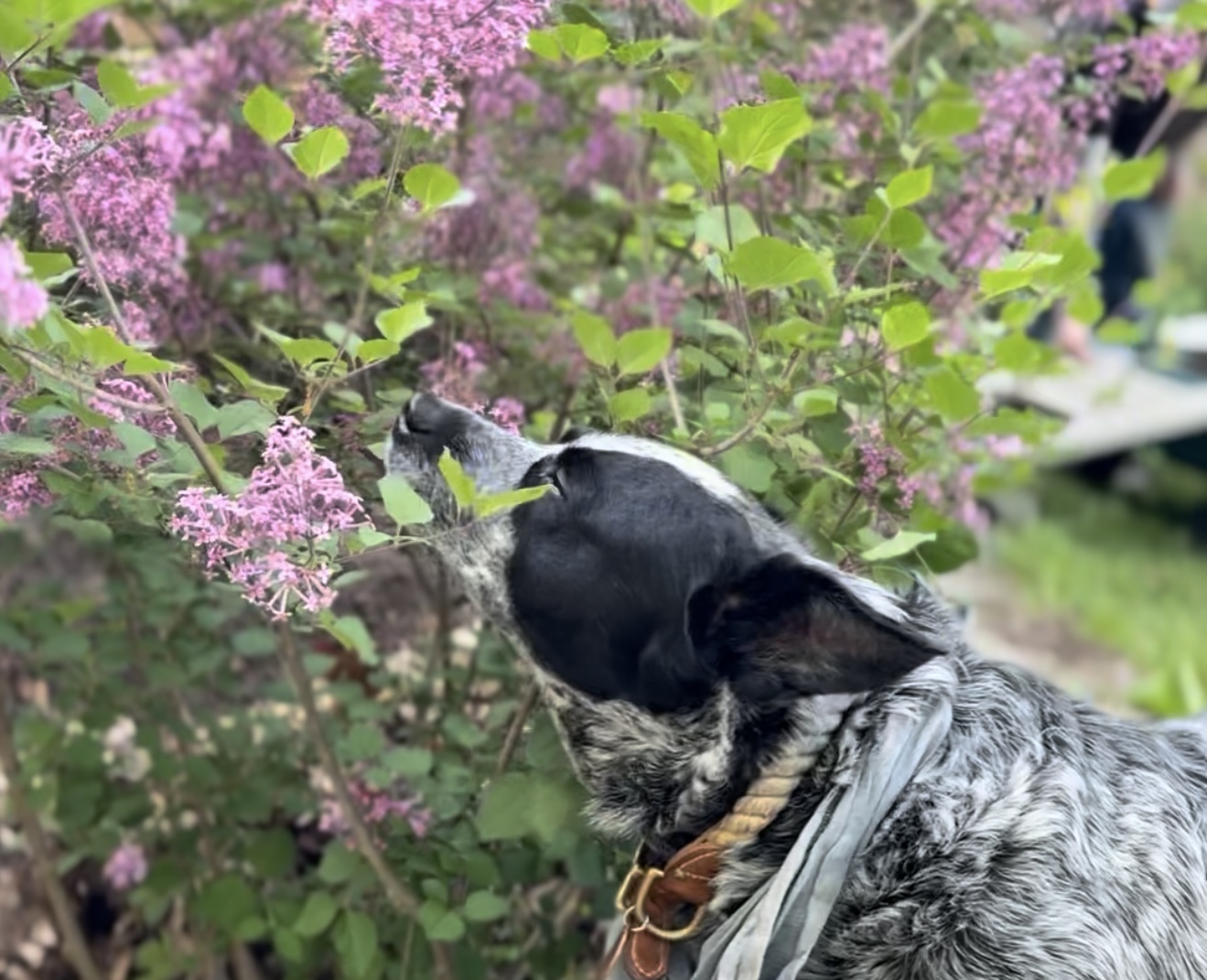 Dog sniffing pink flowers on bush with green leaves, outdoors, with blurred background