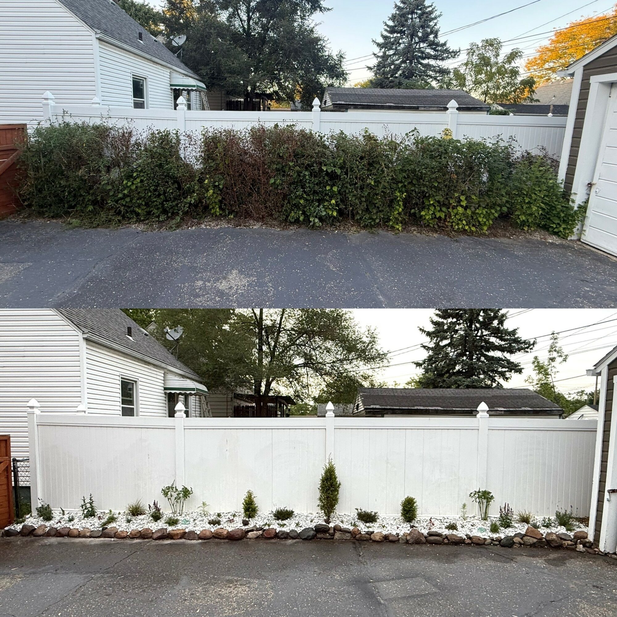 Two images of a backyard, one with overgrown bushes and the other with a white fence and small plants, viewed from the same angle.