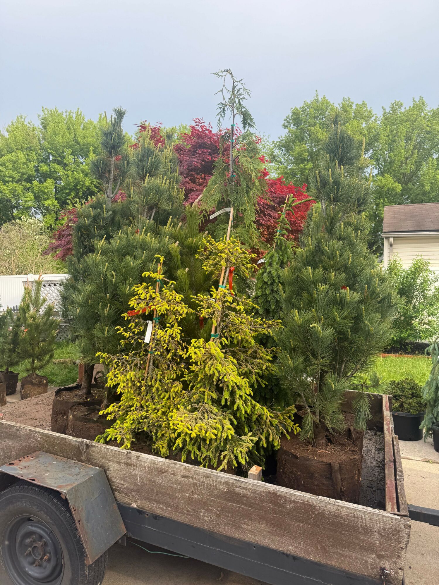 Various trees and shrubs in a garden, with a wooden planter box in the foreground, under a clear sky.