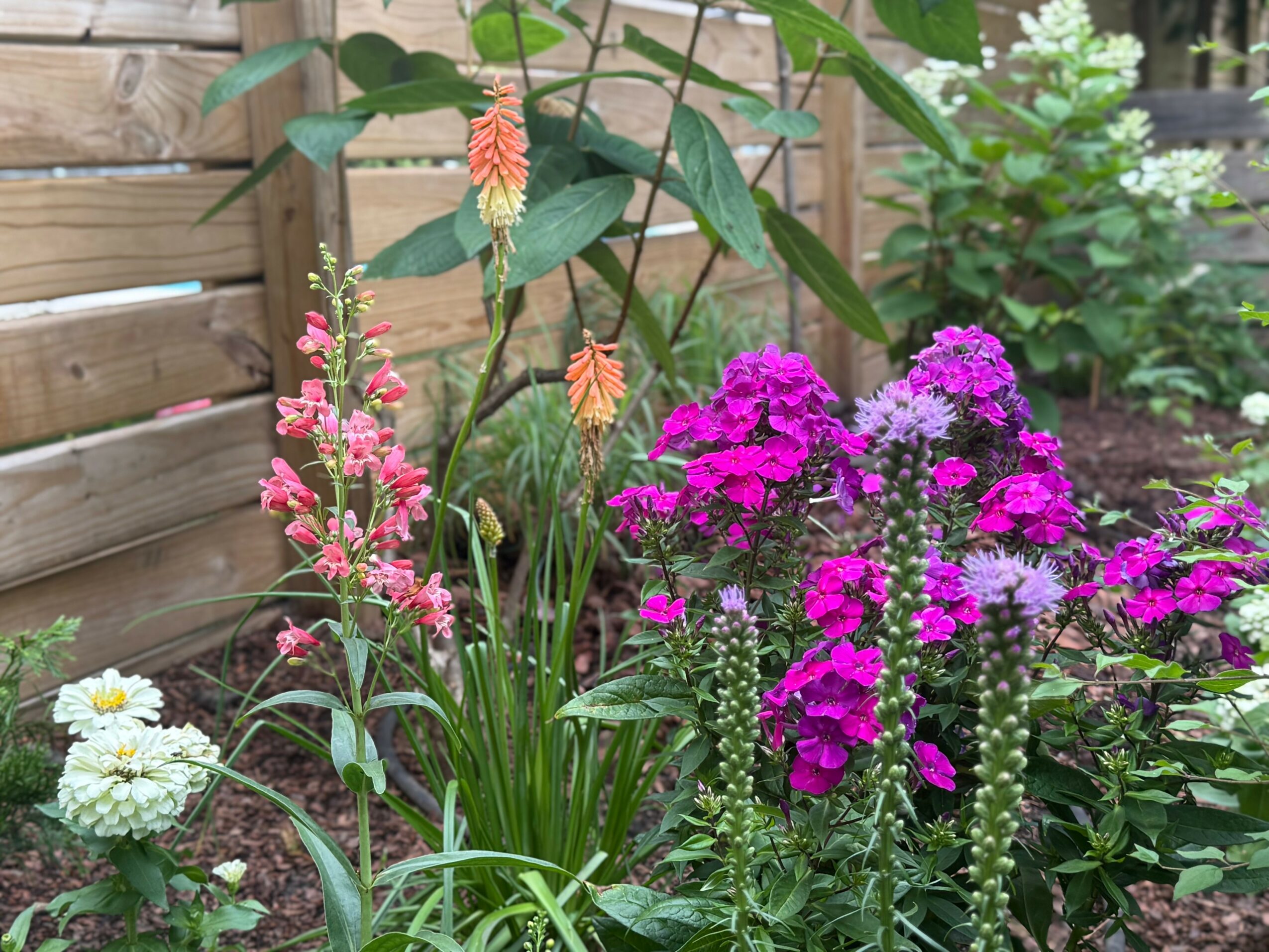 Colorful garden with pink, purple, and white flowers, green foliage, and a wooden fence in the background.