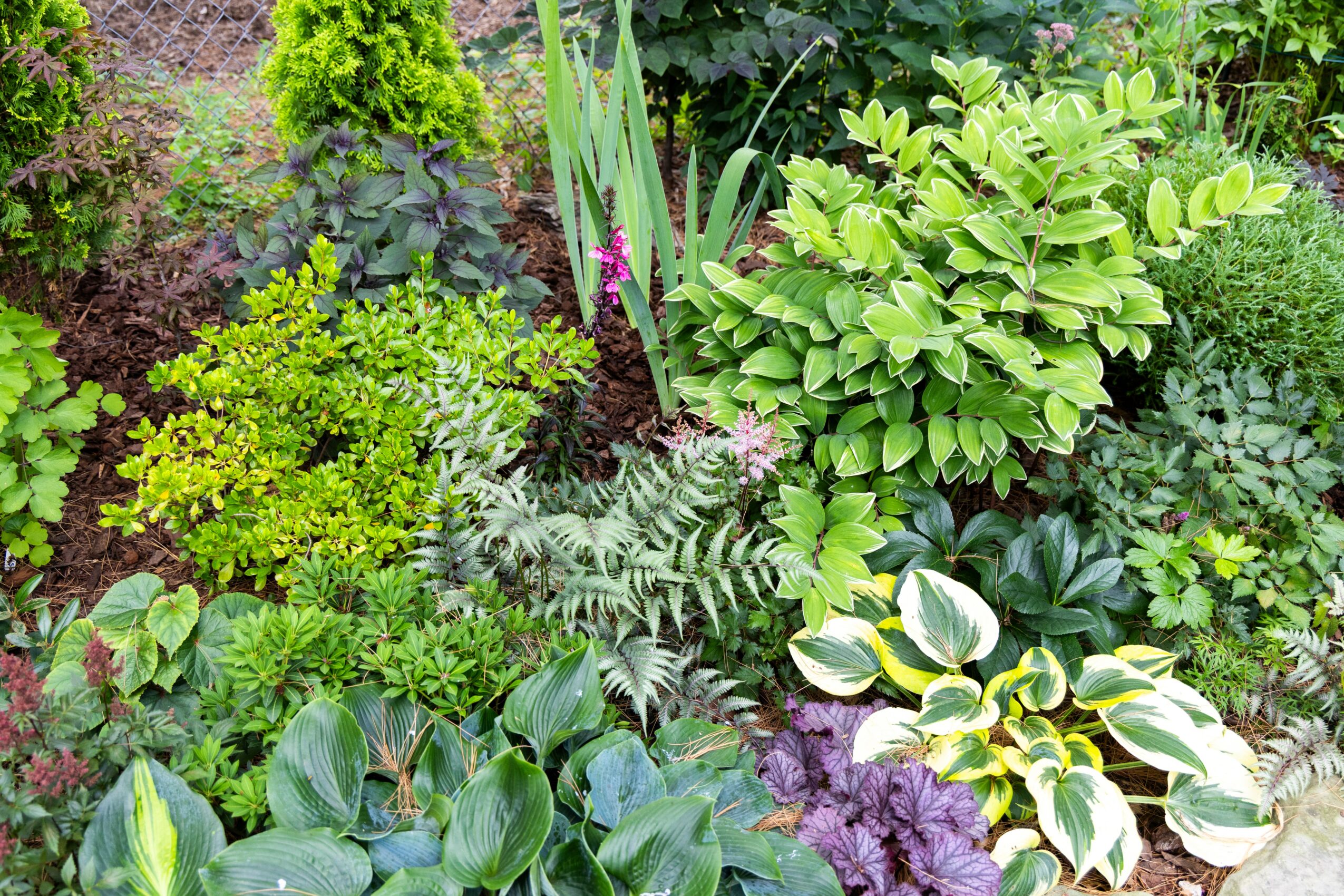 Lush garden with various green plants, shrubs, and flowering plants in different shades of green and purple.