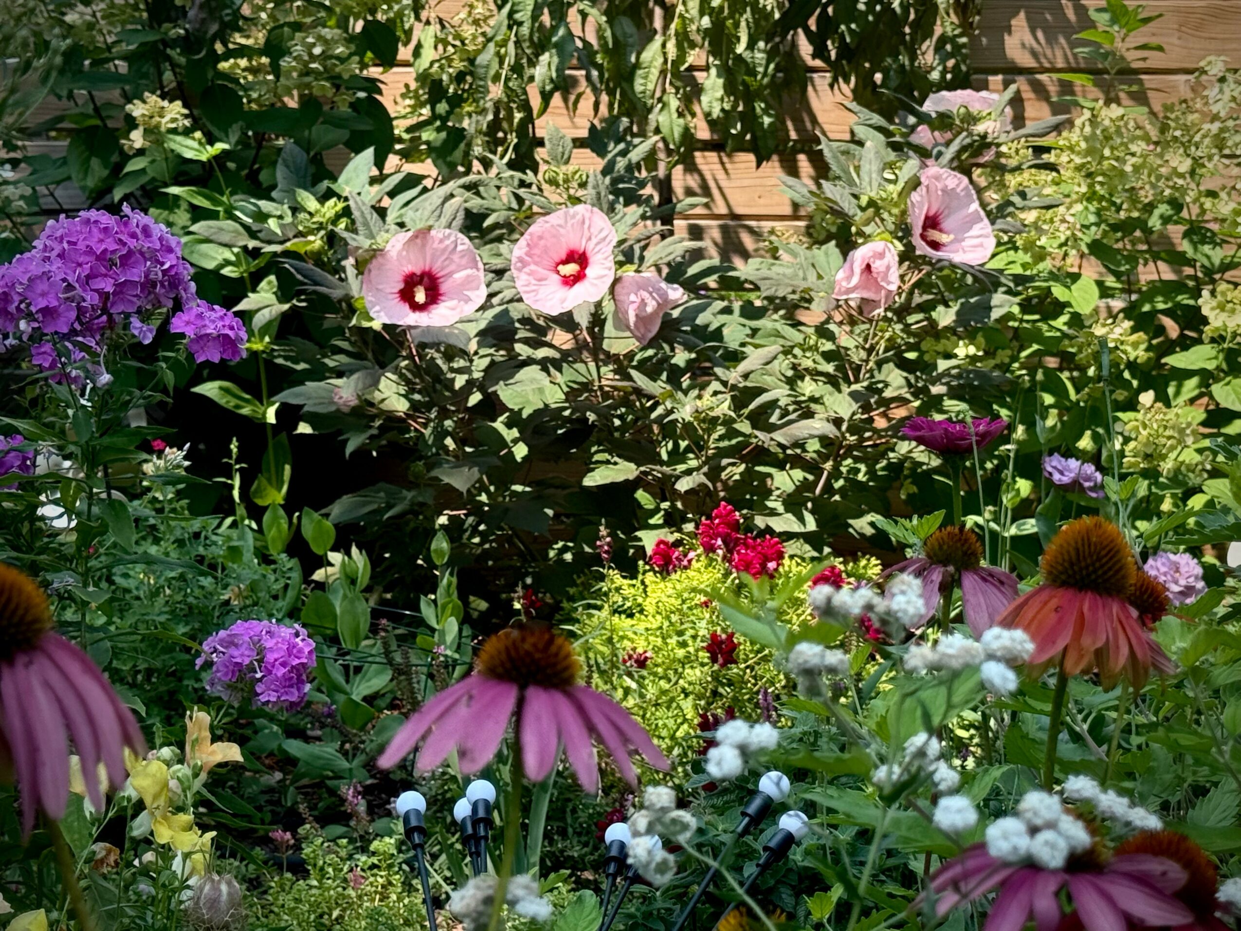 Colorful garden with purple, pink, red, and white flowers, lush green foliage, and a wooden fence in the background.