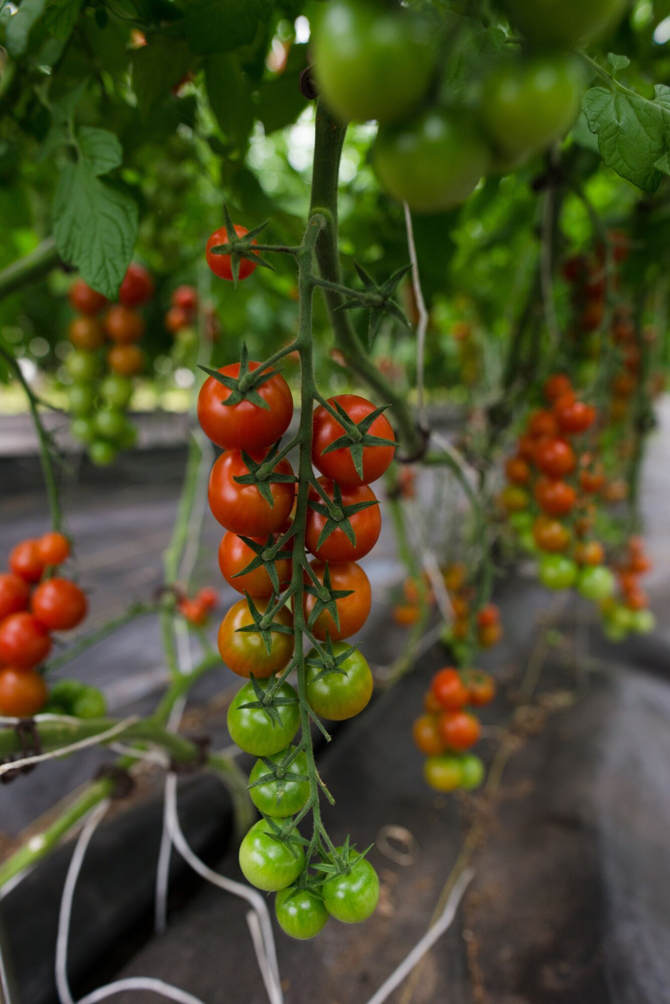 Cluster of ripe and unripe tomatoes hanging from a vine in a greenhouse, with green leaves in the background.