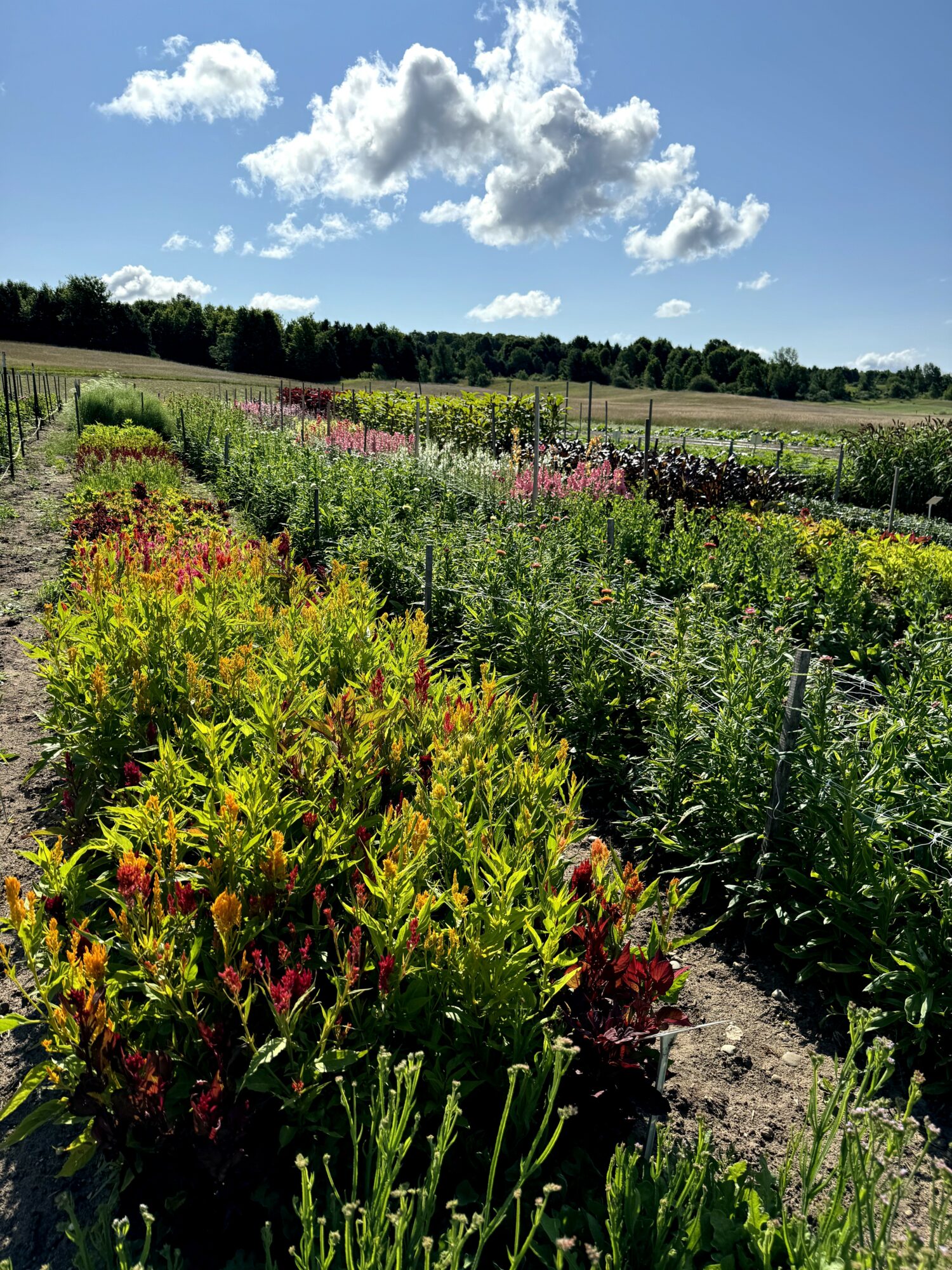Field with colorful flowers and plants under a partly cloudy sky, distant trees in the background.