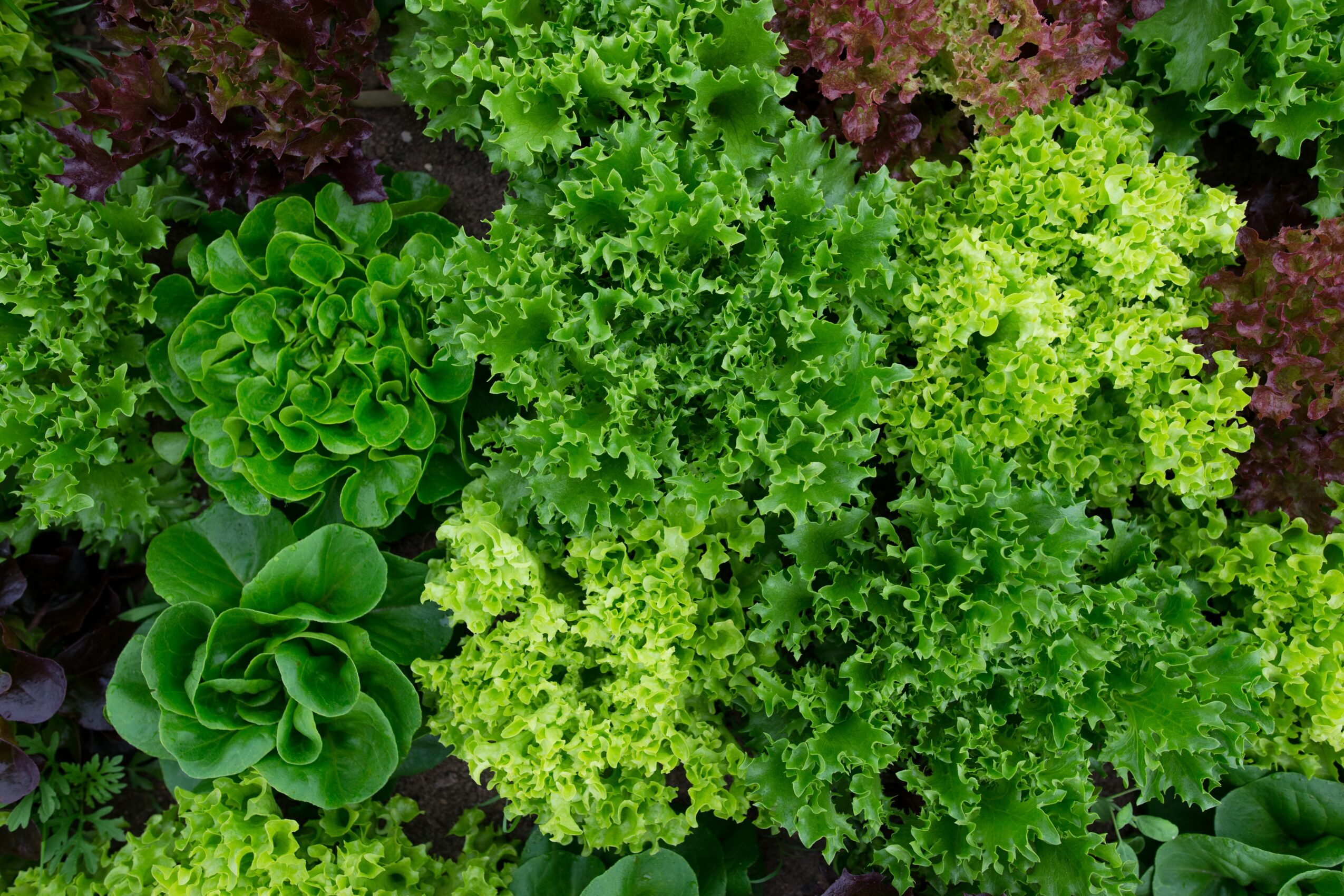 Close-up of green leafy plants with curly and rosette-shaped leaves, some with reddish edges, in a garden bed.