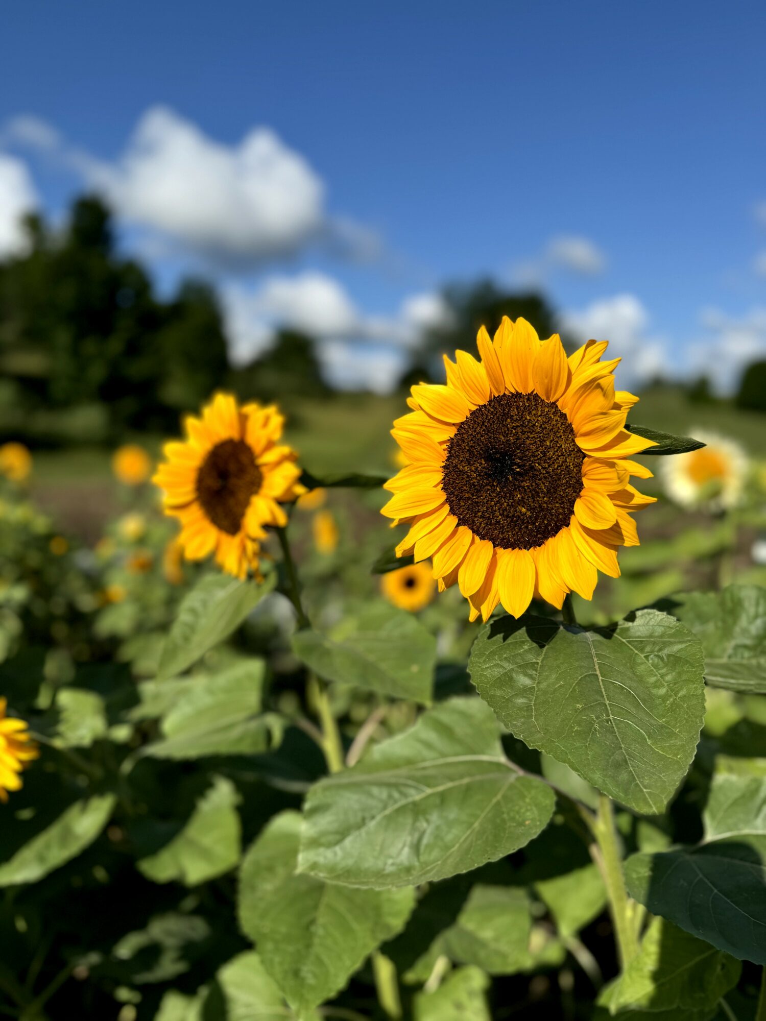 Sunflowers with yellow petals and dark centers in a field under a blue sky with clouds.