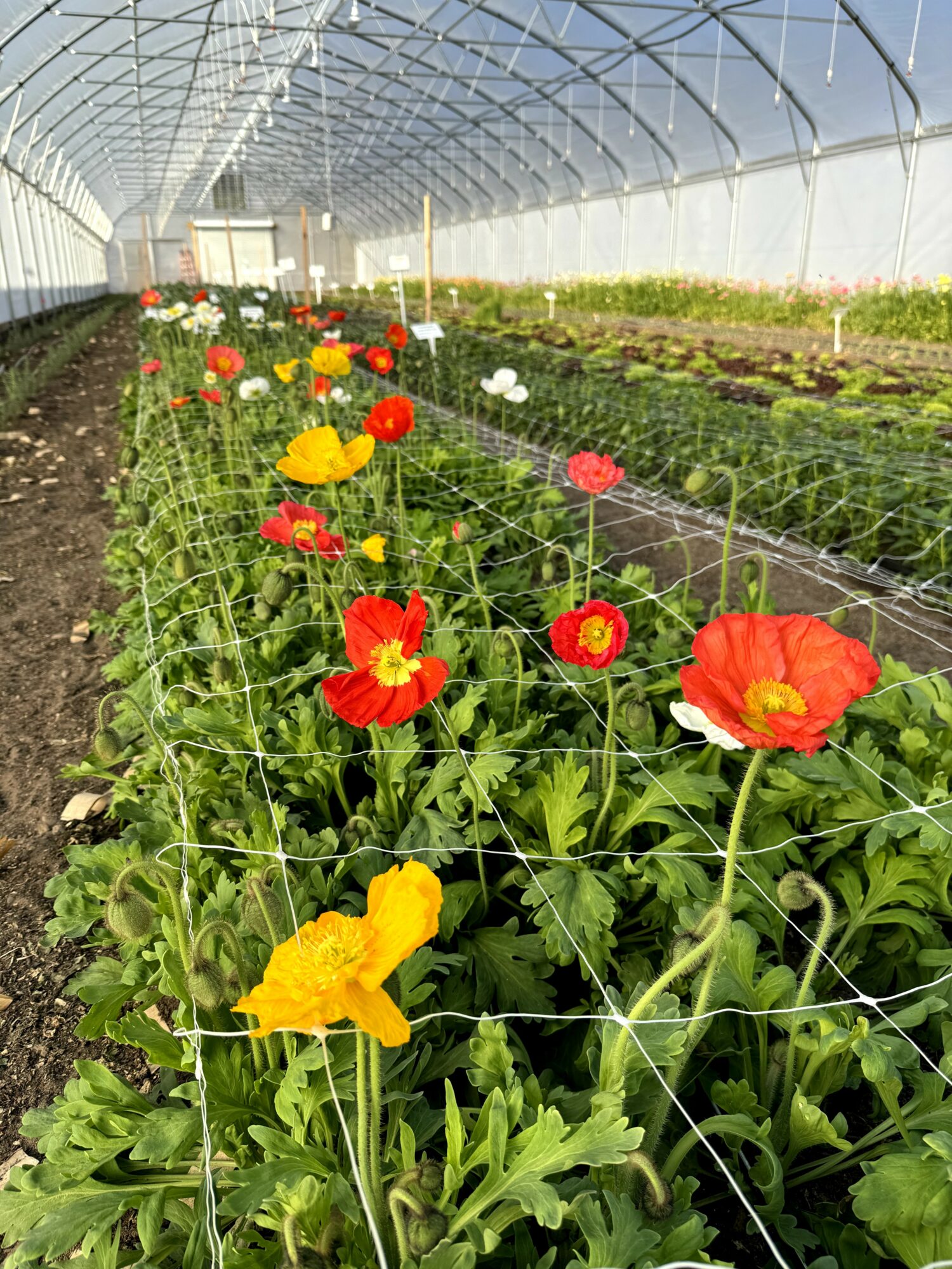 Colorful flowers grow in a greenhouse with a curved glass roof, supported by metal framework, and rows of plants in the background.