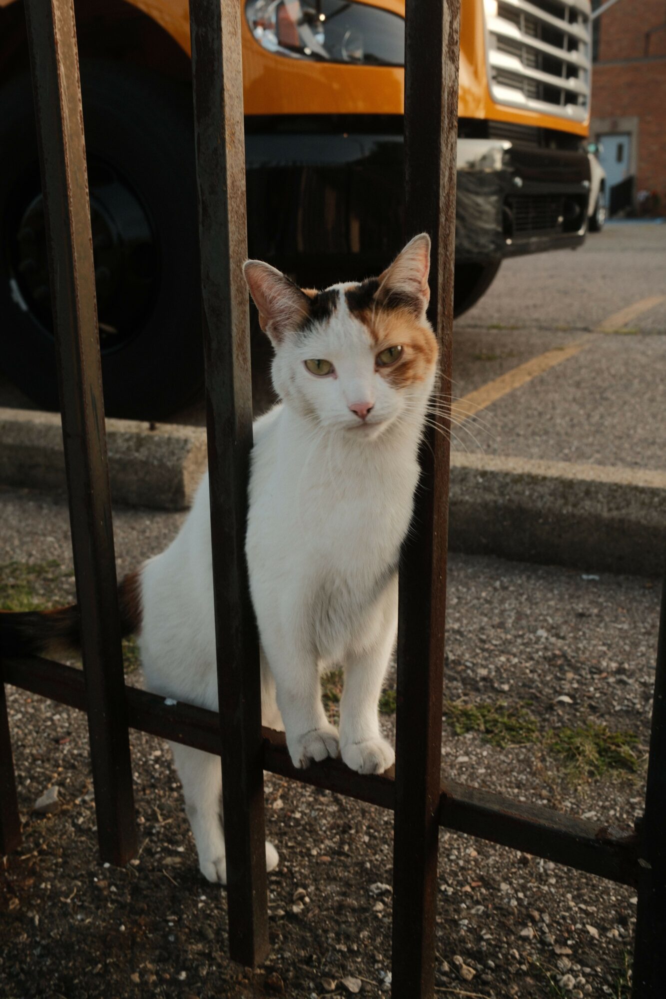 White cat with orange markings behind black metal bars, outdoors, ground visible, vehicle in background.