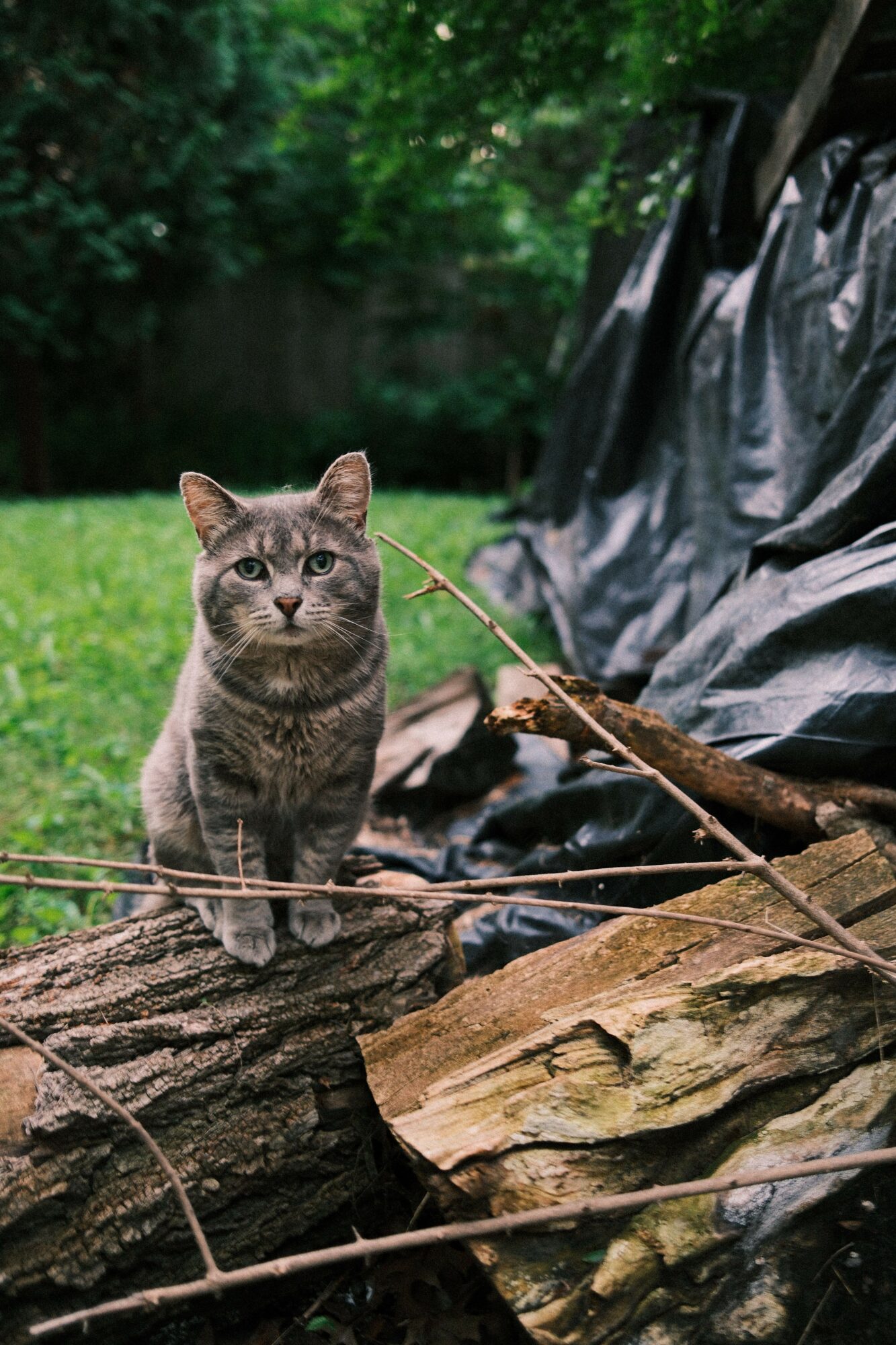 Gray tabby cat peering around a tree trunk outdoors with green foliage in background.