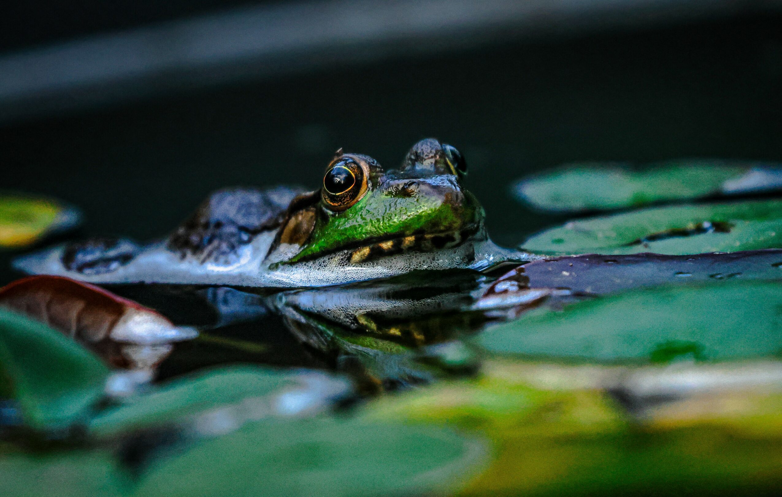 Close-up of a crocodile partially submerged in water among lily pads, with visible eyes and snout.