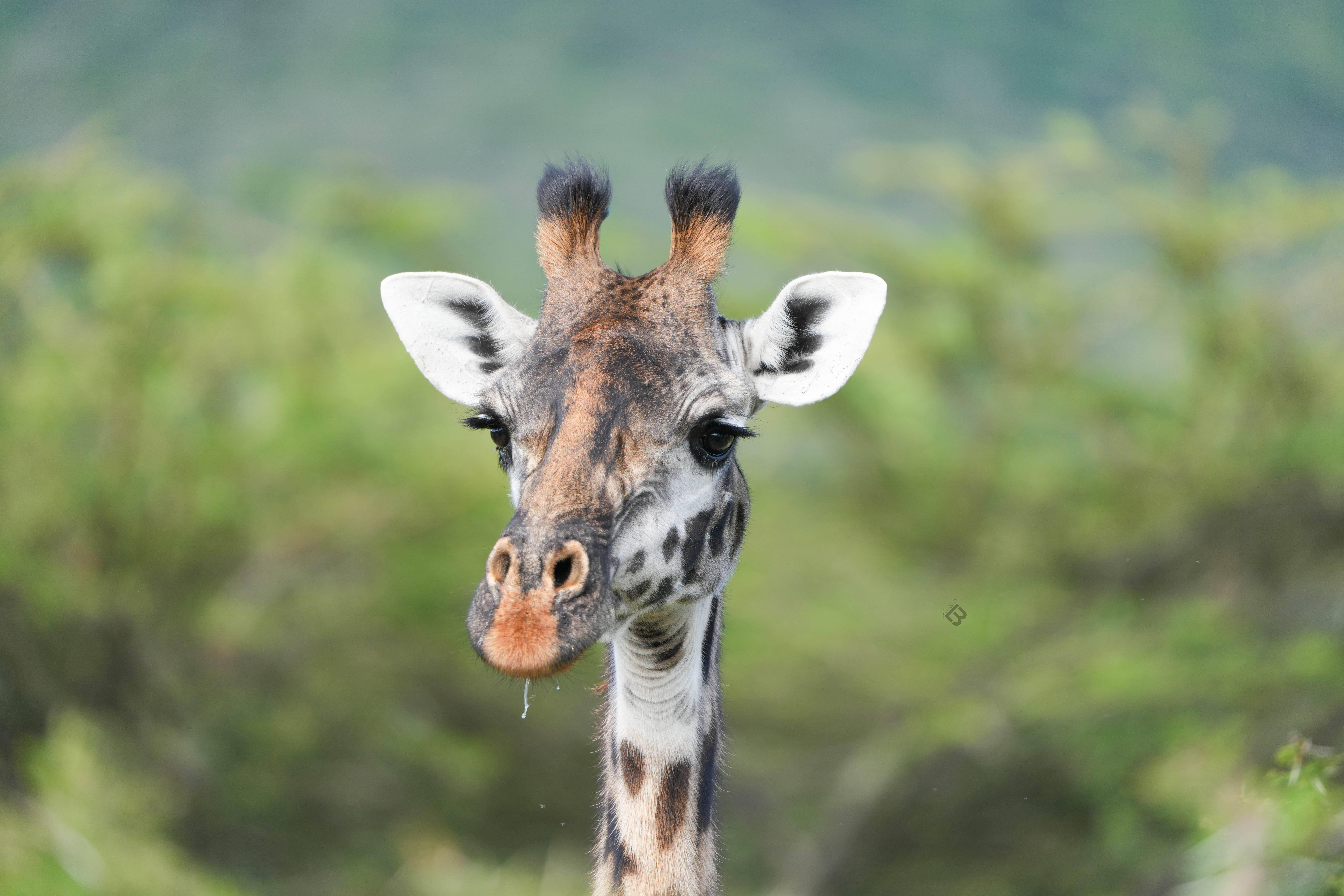 Close-up of a giraffe's face with a blurred green background.