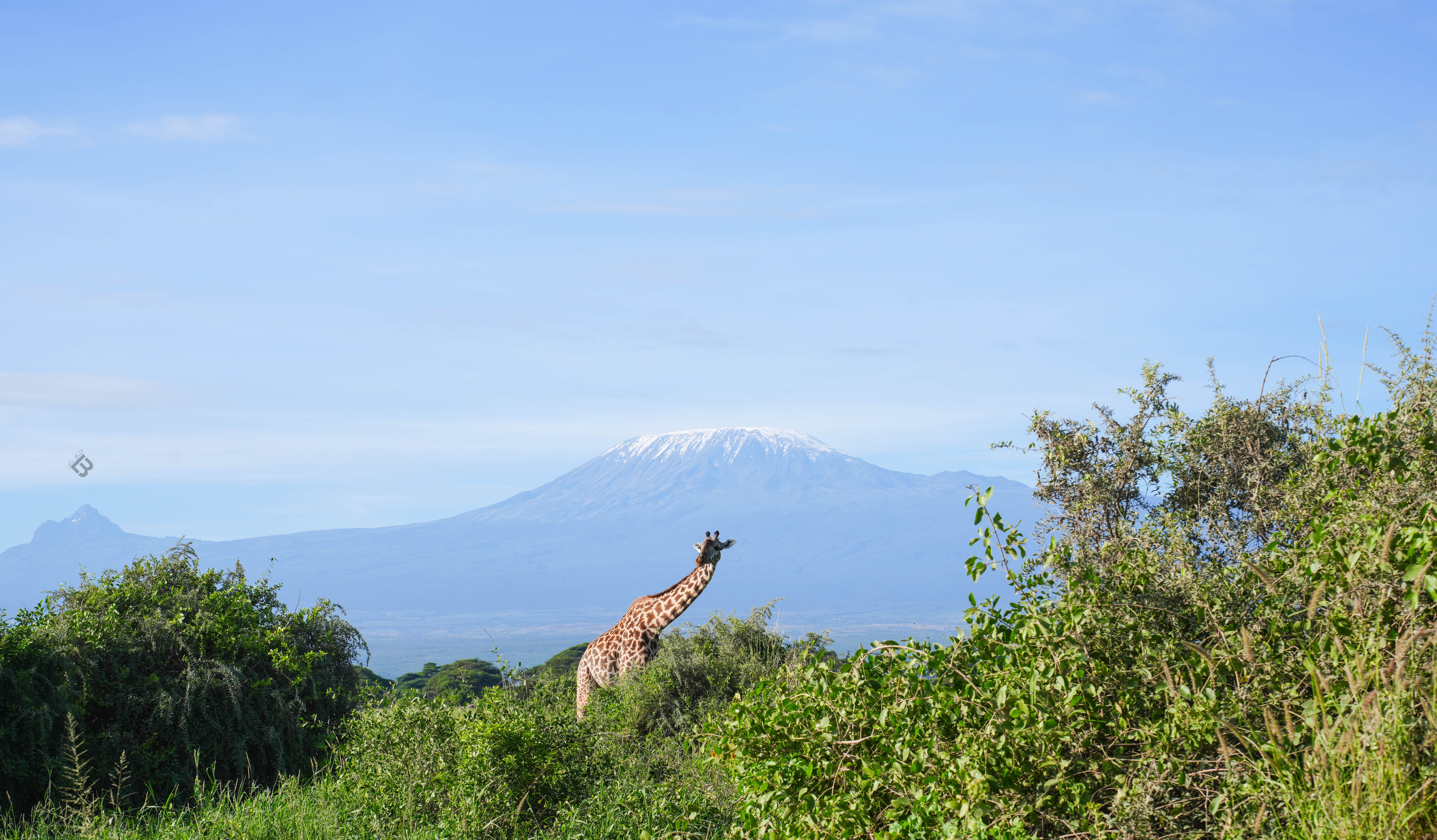 Giraffe standing among green bushes with a mountain and blue sky in the background.