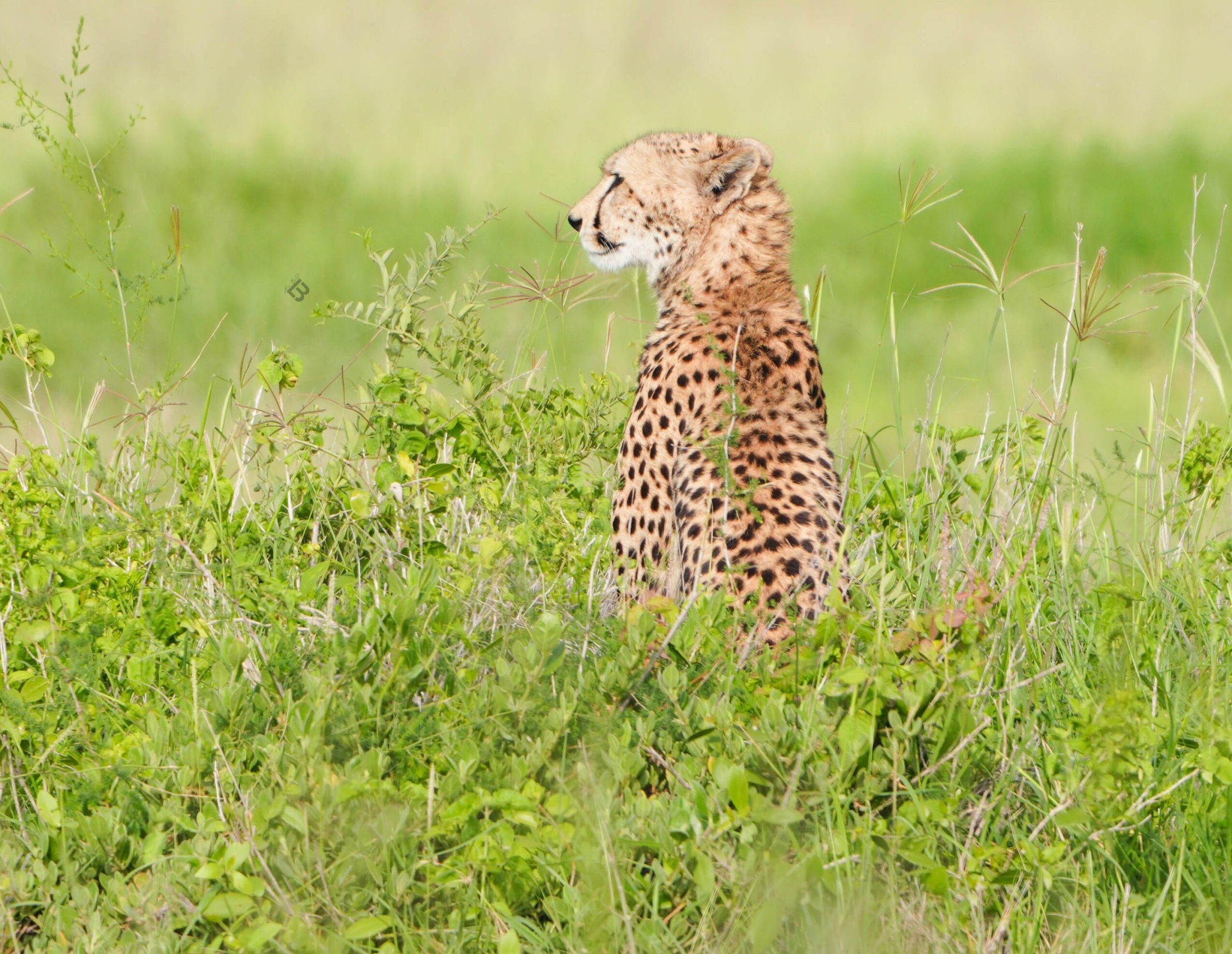 Cheetah sitting in tall grass with a blurred green background, facing right, profile view.