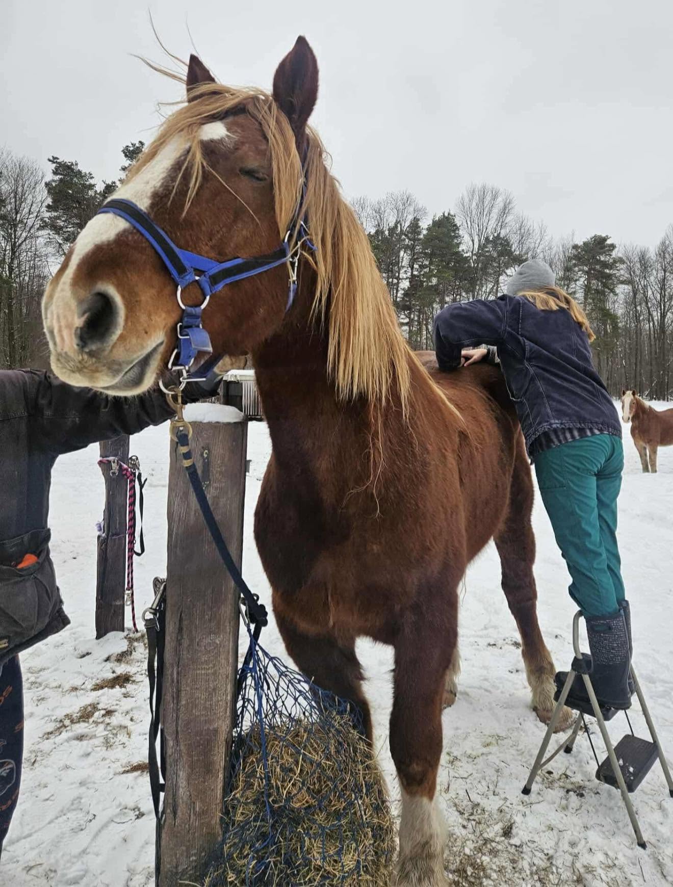 Person grooming a brown horse with a blue halter outdoors in snowy weather, with trees in the background.