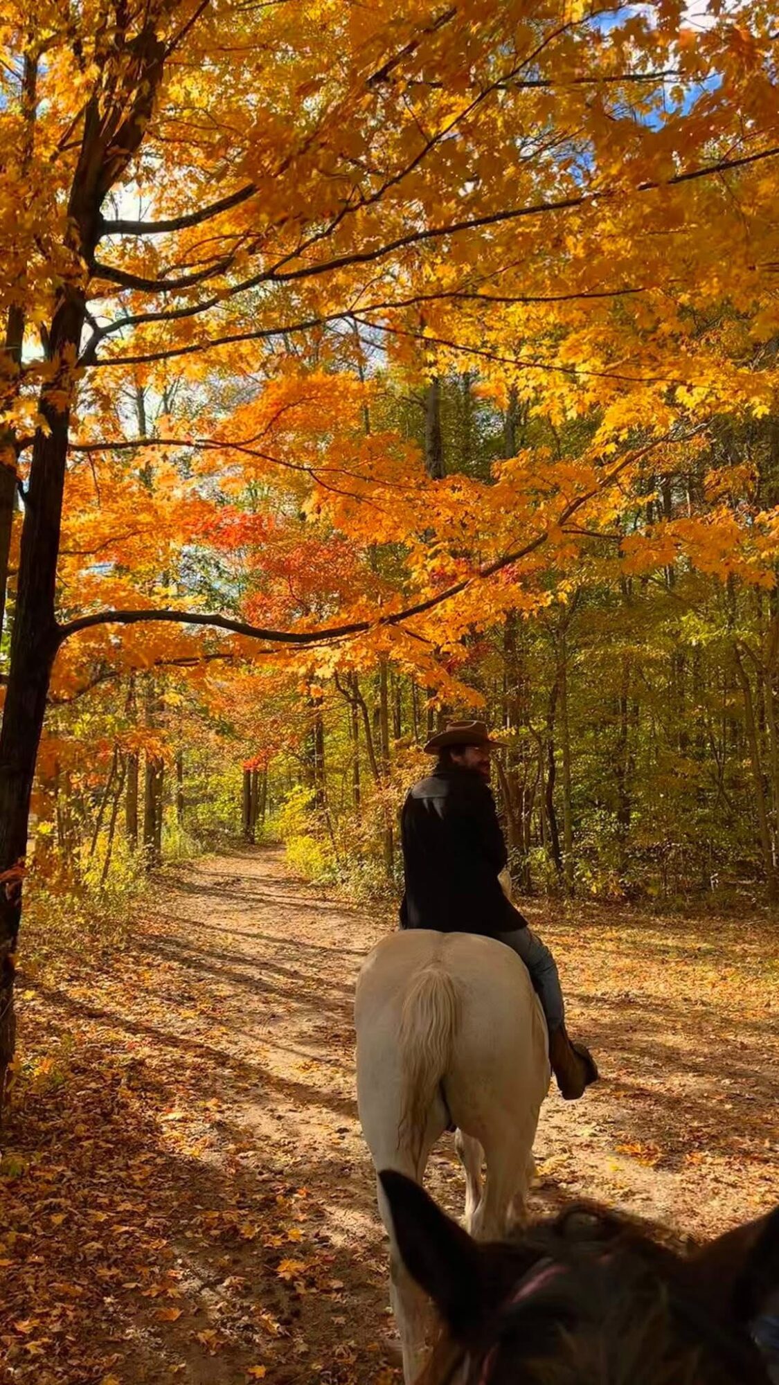 Person riding a white horse on a forest trail with autumn-colored trees, sunlight filtering through leaves.