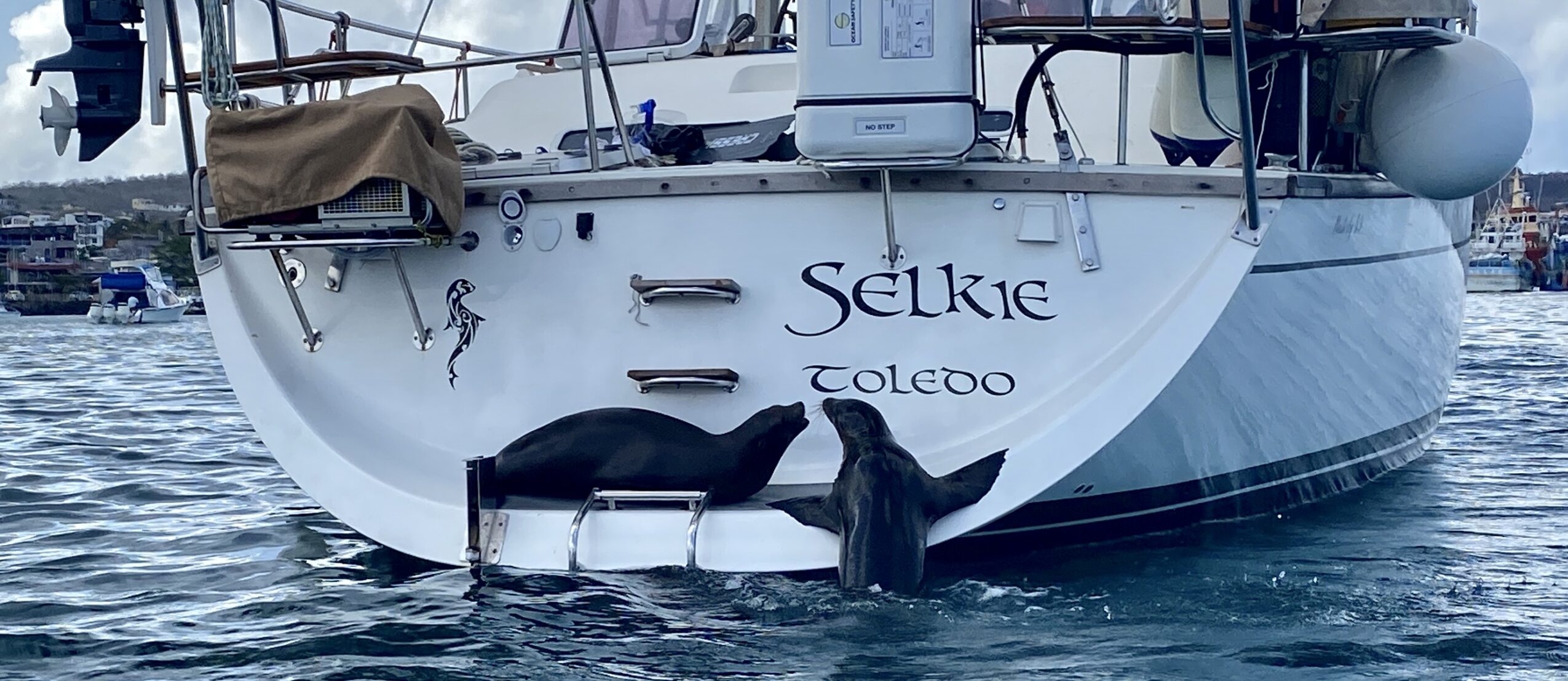 Sailboat docked at a marina with a seal on the stern, water and other boats visible in the background.